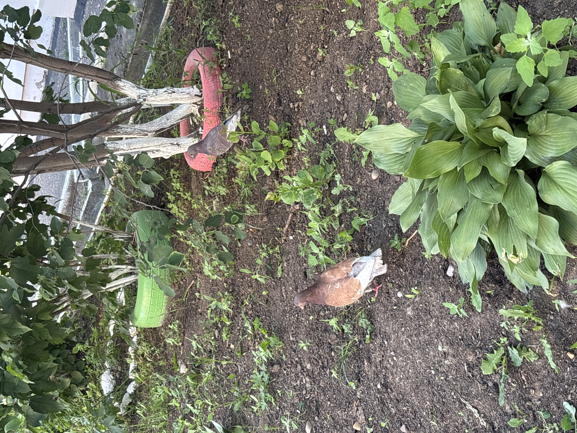 The image depicts an outdoor scene in Blagoveshchensk, Russia, featuring a garden area with loose soil, scattered green vegetation, and two pigeons. In the foreground, a pigeon with brown and white feathers stands on the soil, facing left. To the right, another pigeon with gray and brown plumage is partially visible, standing near a pink-painted tire that encircles the base of a small tree. The tree has several trunks, whitewashed at their bases. In the background, more greenery and a portion of a building or structure are visible, along with a bright green-painted tire used as a planter. The overall environment suggests a backyard or park setting.