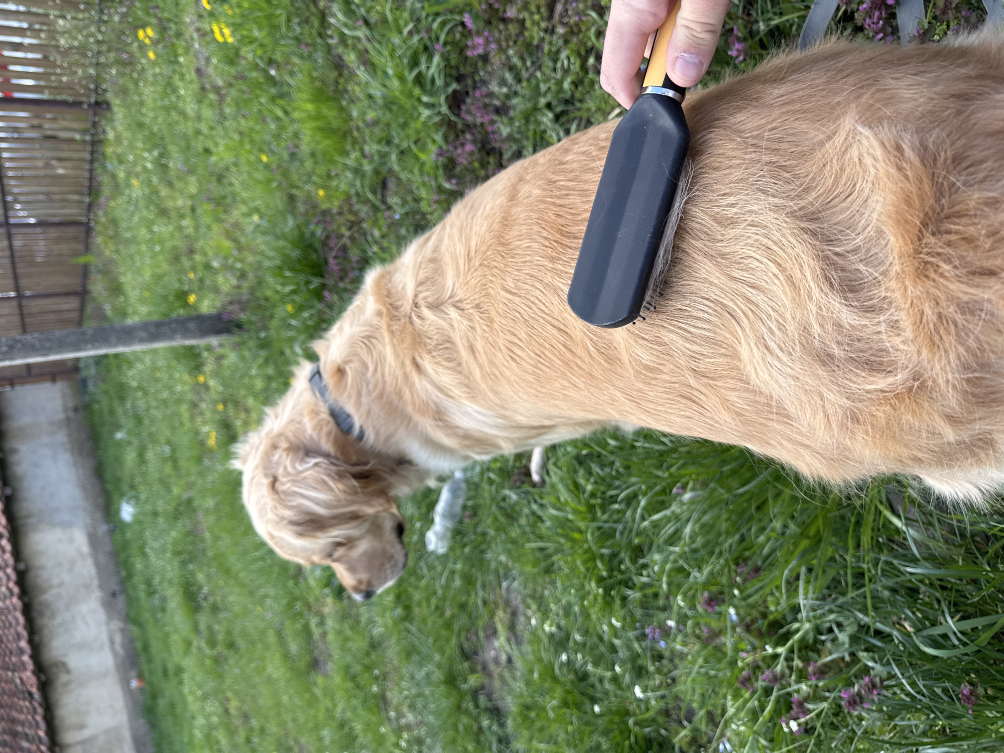 A person is brushing a golden retriever outdoors on a grassy lawn, likely in a residential area. The dog is wearing a black collar. The brush is black with a wooden handle. The lawn has some weeds and small purple and white flowers growing in it. A brick building is visible in the lower left corner of the image. This image does not provide enough information to determine if the location is Stan, Bulgaria.