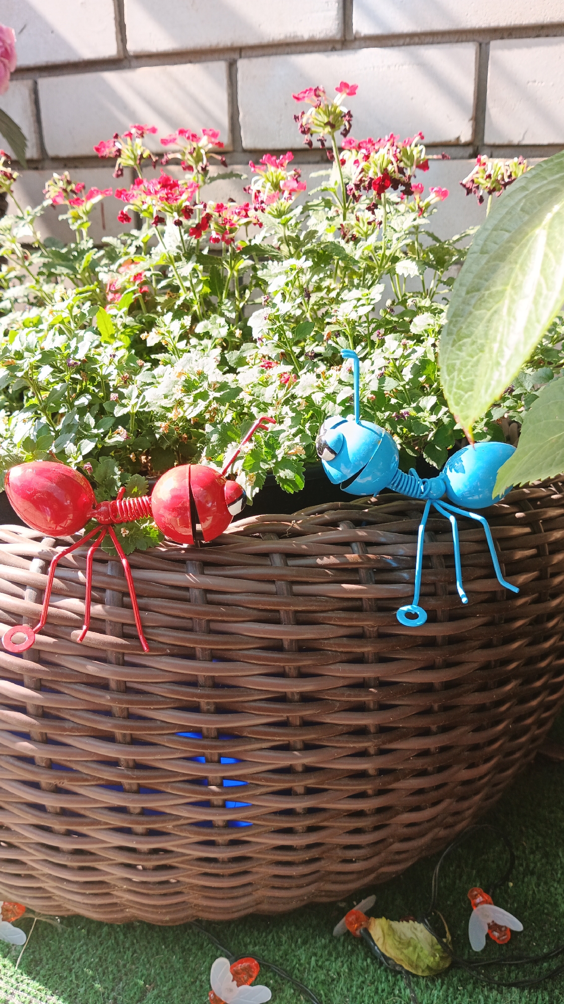 The image depicts a close-up, eye-level view of two decorative metal ants placed on the rim of a woven brown planter. The planter contains lush green foliage with small red flowers and a large green leaf partially obscuring the view of the right side of the planter. The planter itself is positioned outdoors, with a white brick wall in the background, casting shadows from sunlight. The ants are brightly colored; one is red and positioned on the left side of the planter, while the other is blue and is on the right. Both ants have a stylized, cartoonish appearance with visible antennae and legs. Below the planter, on a green surface that appears to be artificial grass, are several small, decorative lights shaped like insects with translucent wings and red bodies. The overall scene suggests an outdoor decorative setting, possibly a balcony or garden area. The image does not contain any discernible elements that would specifically place it in Kryvyi Rih, Ukraine.