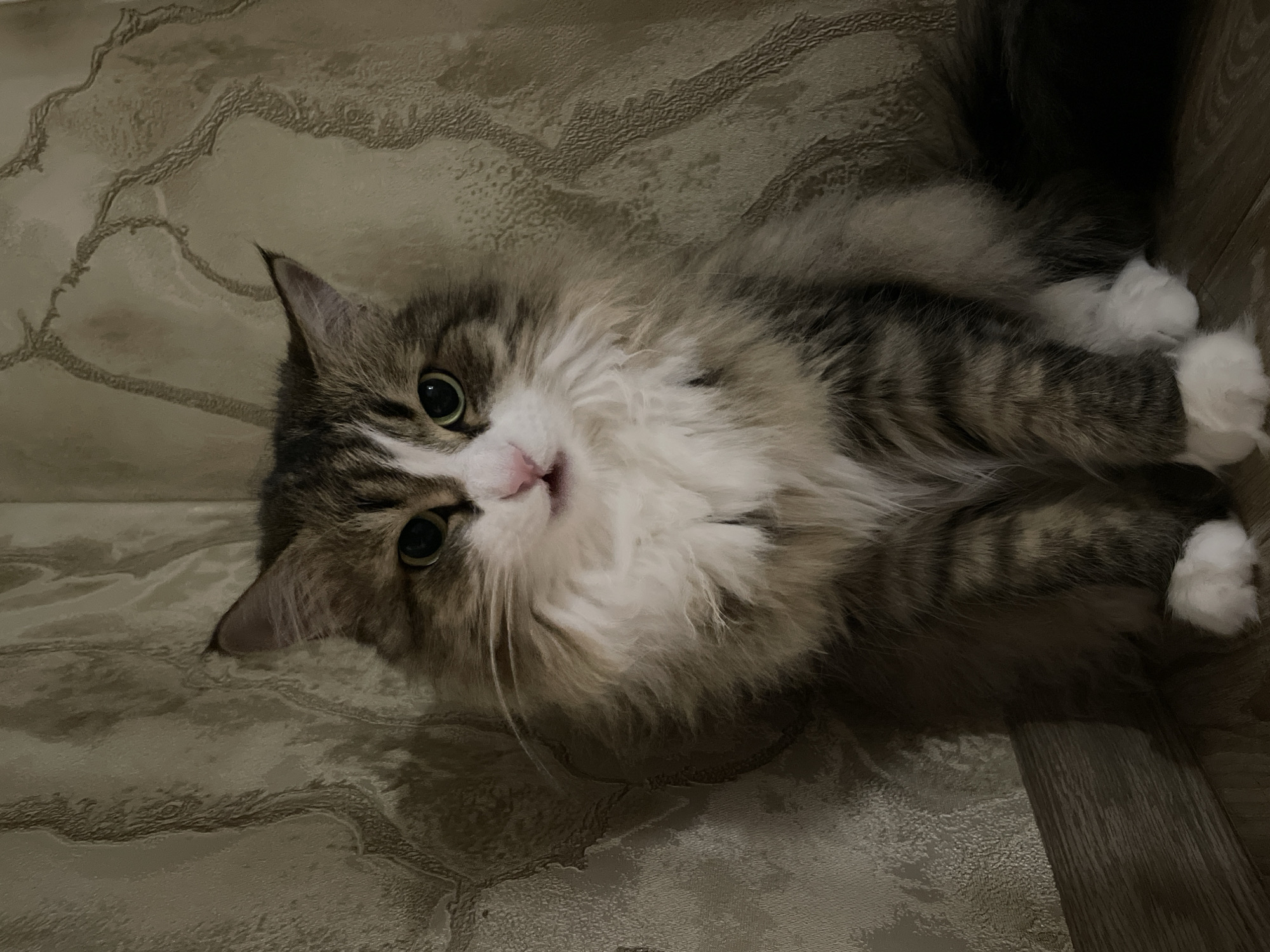 An indoor scene captures a fluffy, long-haired cat lying down and looking directly at the viewer with a curious and relaxed expression. The cat's fur is a mix of tabby patterns in shades of grey and brown, complemented by significant patches of white fur on its chest, chin, and paws. Its eyes are a light green or yellow, and its small pink nose is clearly visible, with its mouth slightly open. One ear is prominently featured, pointed upwards, while the other is partially obscured by its fur.
The background consists of two main elements: a light-colored, textured surface with an abstract, organic pattern, possibly wallpaper or linoleum, which covers most of the left and upper parts of the frame. To the right, a darker, plain surface, likely wood or laminate flooring, is visible. The lighting is soft and even, highlighting the cat's fur textures and colors. The cat's body is mostly visible, showcasing its white, fluffy paws tucked in. The overall atmosphere is calm and peaceful. No text is visible in the image. The location context provided is Izhevsk, Russia.
