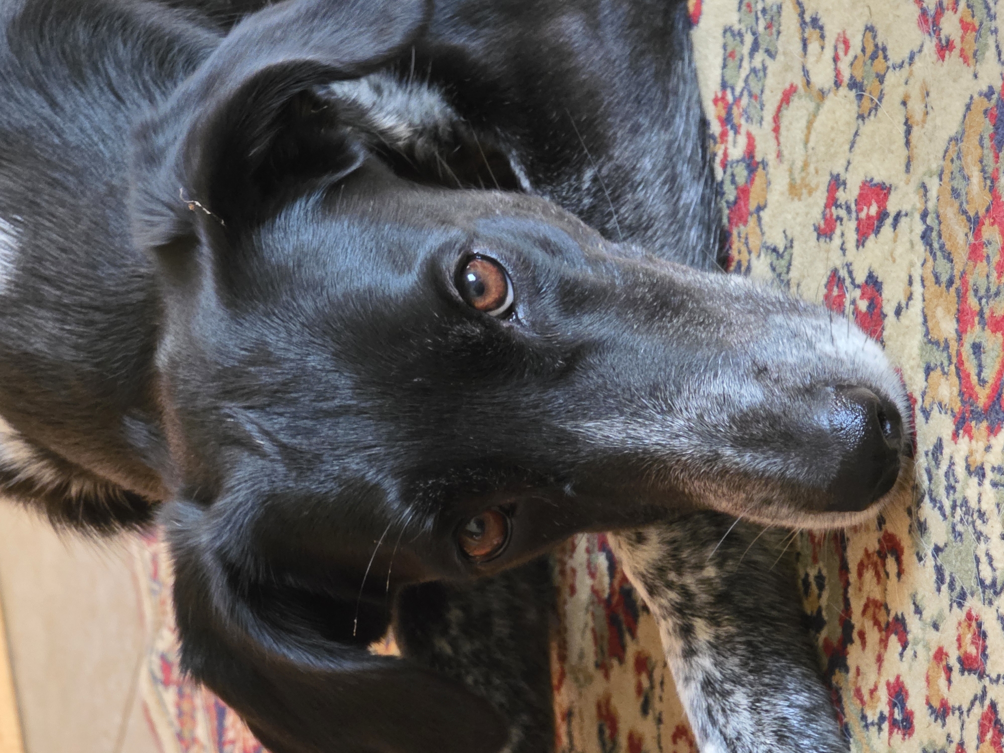A black dog with white speckles on its legs lies on a patterned rug. The dog's head is facing forward, and its eyes are looking directly at the camera. Its ears are down. The rug has a tan background with red, blue, and yellow floral patterns. The lighting suggests the photo was taken indoors. There is no information about the location in Речицы, Russia.
