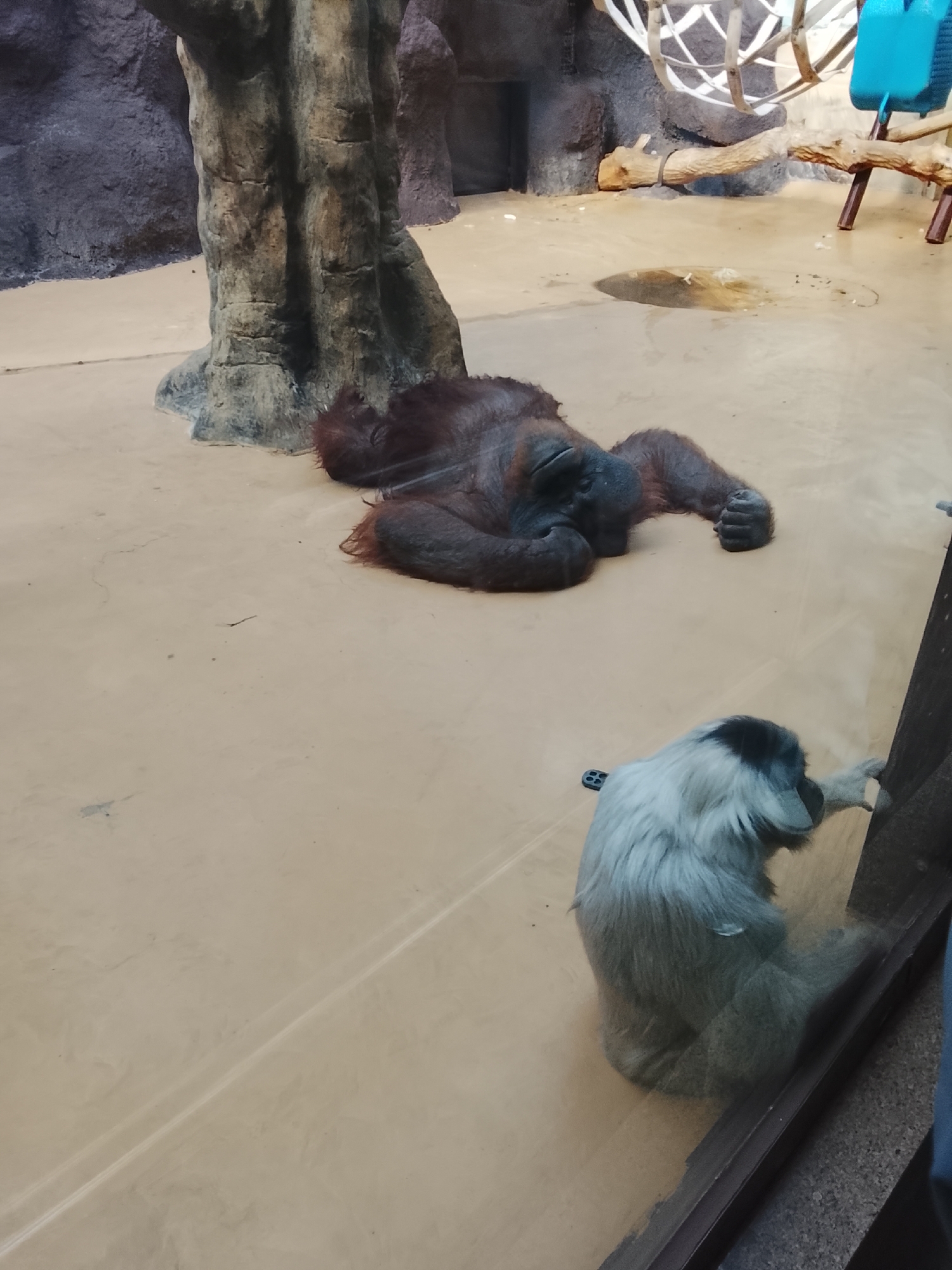 The image shows two primates in an enclosure at what is likely a zoo or wildlife park. An orangutan lies prone on the floor, appearing to be resting or sleeping. A smaller, grayish-white monkey with a dark head is standing upright near the glass barrier, looking at the orangutan. The enclosure has a sandy-colored floor, and there is a simulated tree trunk in the background, with what appears to be a climbing structure and other artificial elements. The setting is the Izhevsk Zoo in Izhevsk, Russia.