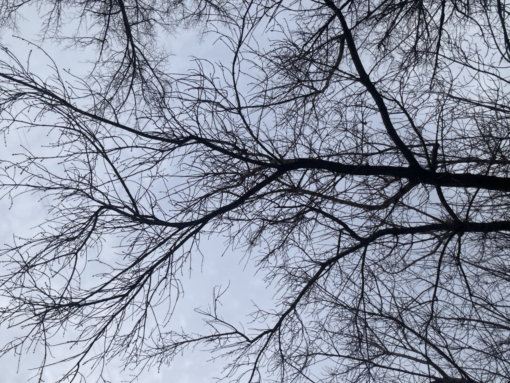 The image displays a dense canopy of dark, bare deciduous tree branches silhouetted against an overcast, light grey sky. The intricate network of main branches and numerous thinner twigs extends throughout the entire frame, some exhibiting small, nascent buds. No foliage is present. The perspective is upward-looking, indicating a natural outdoor setting such as a park or wooded area. There are no individuals, man-made objects, or specific actions or interactions discernible. This environmental scene is located in the city of Chaikovsky, Russia.