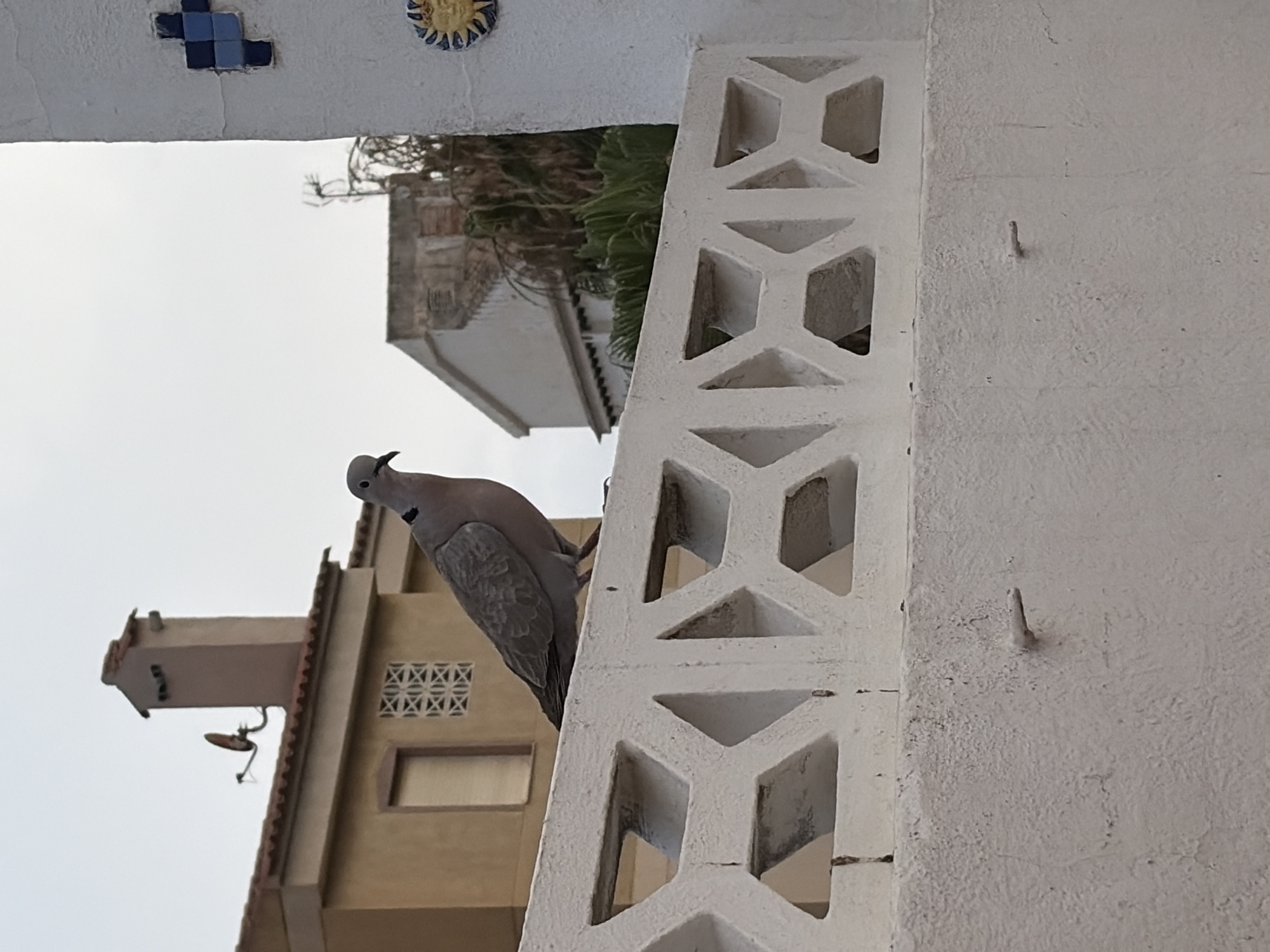 A grey collared dove is perched on a white decorative wall in Torrevieja, Spain. The dove is facing left with its head turned slightly towards the camera. Behind the dove, a beige building with a red-tiled roof and a tall, narrow chimney is visible. A satellite dish is attached to the side of the chimney. To the right of the dove, a white pillar with blue and white tiled squares and a yellow sun decoration is visible. The sky above is overcast. The wall the dove is perched on has a white, decorative lattice pattern. The lower part of the image shows the rough, textured surface of another white wall with two protruding metal nails.