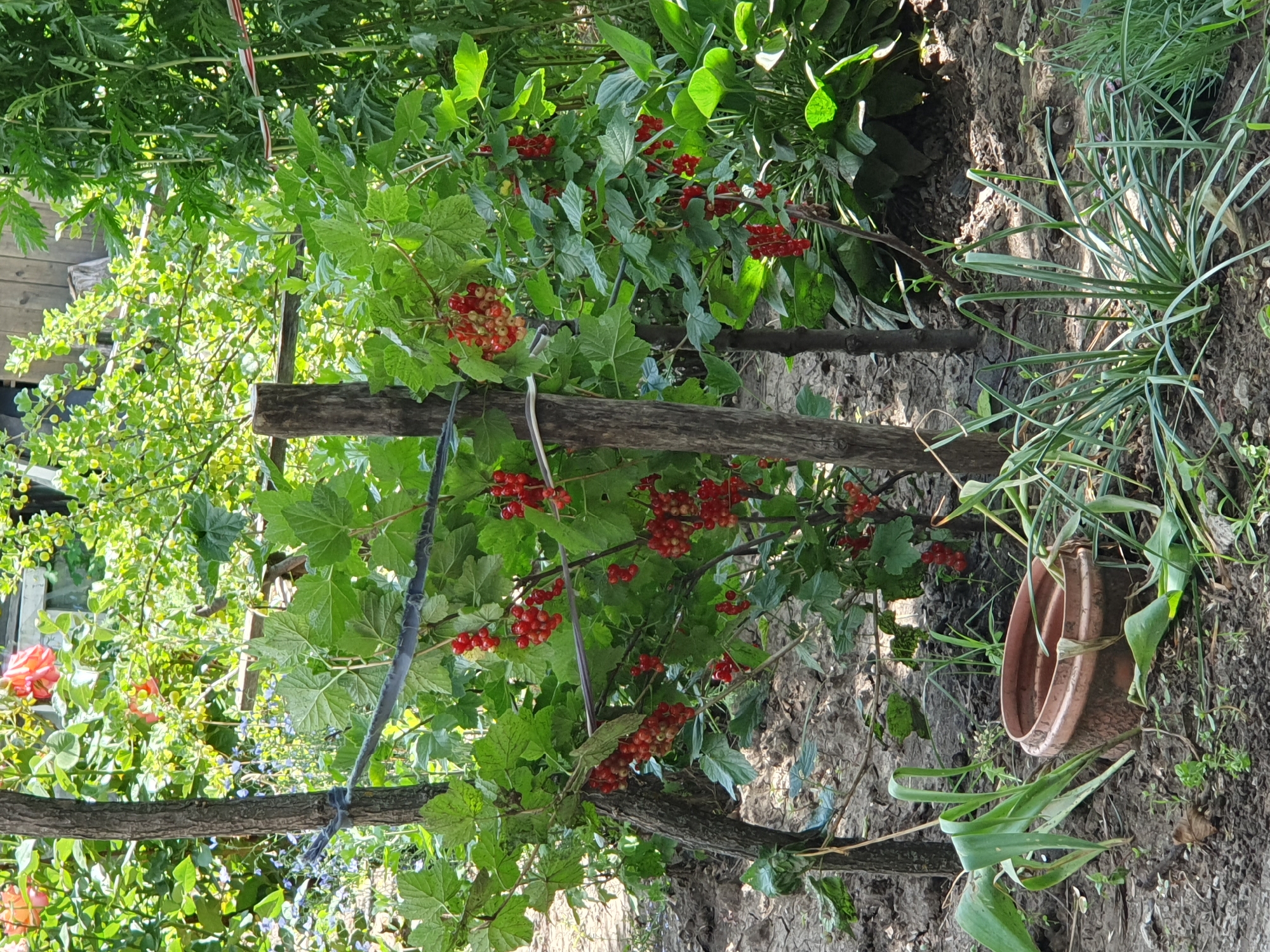 In Novoivanivka, Ukraine, a red currant bush is laden with ripe berries, its branches supported by wooden stakes and wire. The surrounding ground is uneven and dry, with scattered leaves. To the left, a large, partially visible tree trunk stands, and further to the left, a weathered terracotta pot lies on its side, overgrown with green foliage. In the foreground, various green plants and grasses sprout from the soil. The background reveals a dense thicket of green foliage, suggesting a garden or natural area. The image appears to be captured during daylight under natural lighting conditions.