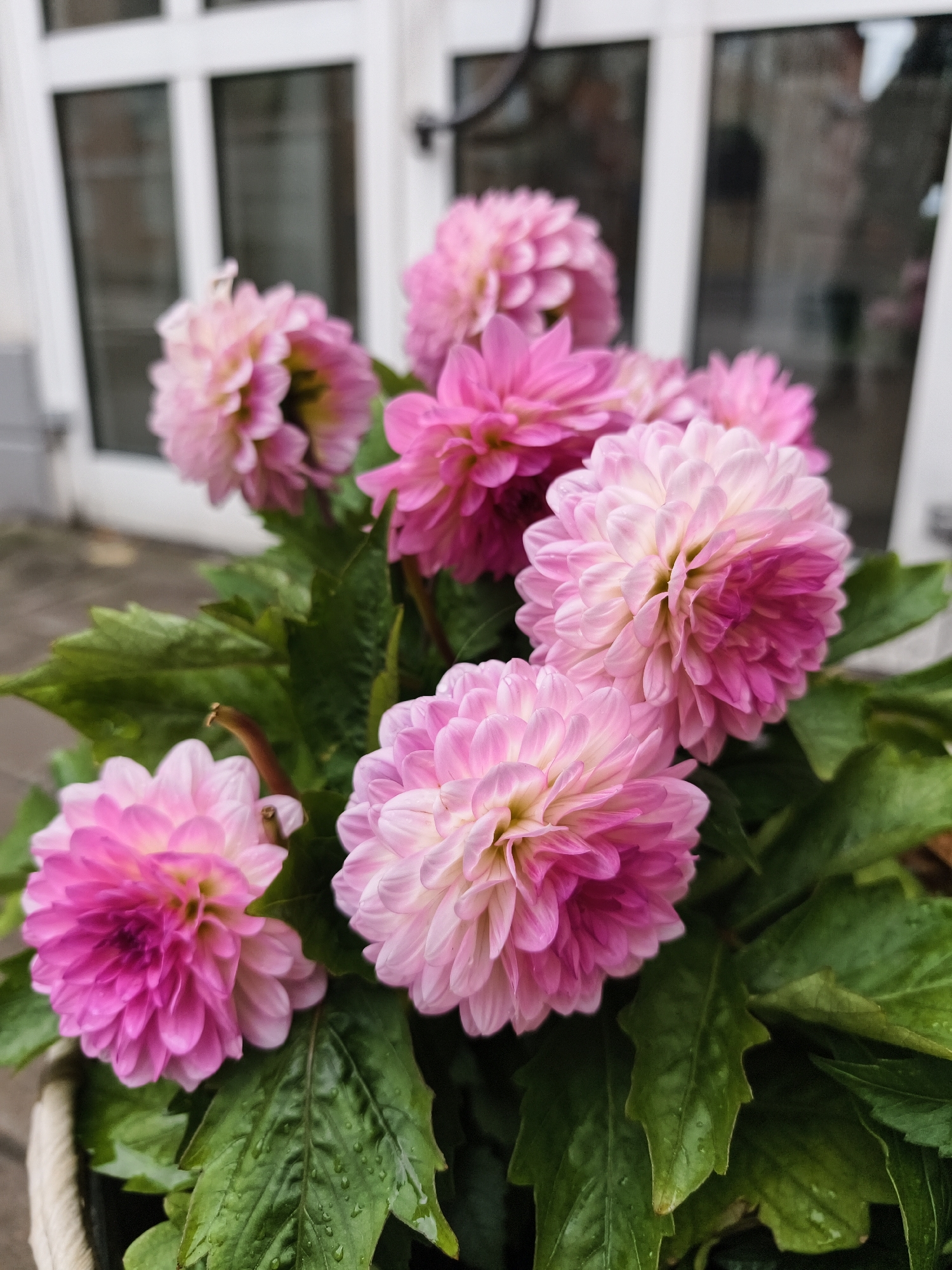 A close-up, eye-level shot focuses on a cluster of vibrant pink dahlias with layered petals, set against a blurred background of a white door with multiple glass panes. The flowers exhibit a gradient of color, ranging from deep fuchsia at the tips to pale pink and white at the centers. Dark green, wet leaves are visible beneath the blooms, indicating recent rain. The scene appears to be outdoors, possibly in a garden or on a patio, in front of a building. The overall impression is one of natural beauty and freshness. The location is specified as Linköping, Sweden.