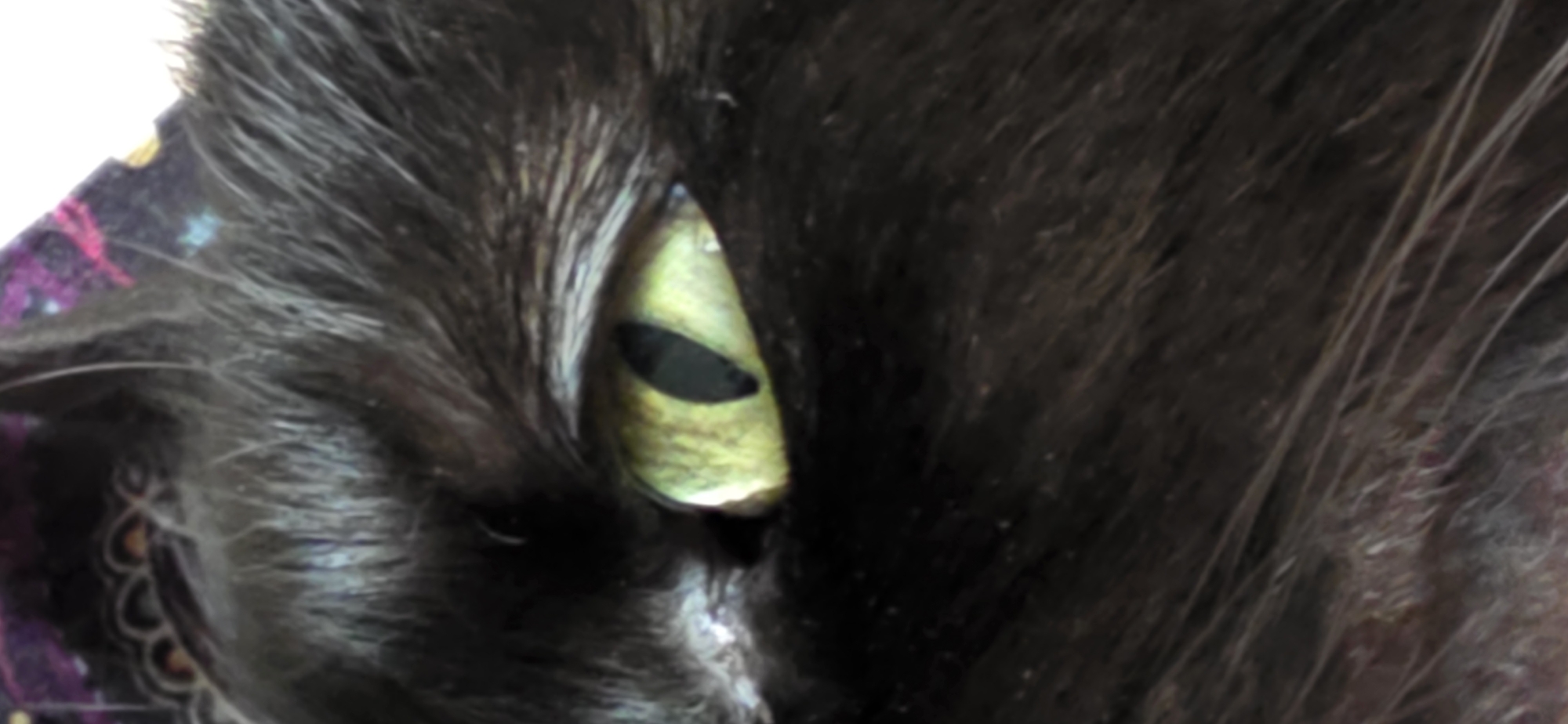 The image provides a forensic close-up of a domestic cat's left eye and surrounding facial fur, captured in the city of Kryvyi Rih, Ukraine. The cat's fur is primarily black or very dark brown, with individual hairs discernible, particularly above and below the eye, exhibiting slight variations in tone. The eye features a vibrant yellow-green iris, characterized by darker green and brown striations radiating from the central pupil. The pupil is a vertically elongated black slit, indicative of a feline eye. A small, white, reflective highlight is visible in the inner canthus. The upper and lower eyelids are partially visible, framing the eye. In the blurred background, specifically in the upper-left and upper-right quadrants, a dark, patterned textile is visible. This fabric displays abstract designs and splashes of color, including purple, pink, light blue, and yellow elements, suggesting a patterned blanket or cushion. No other subjects, actions, or interactions are present in the frame. The scene is well-lit, emphasizing the ocular structures.