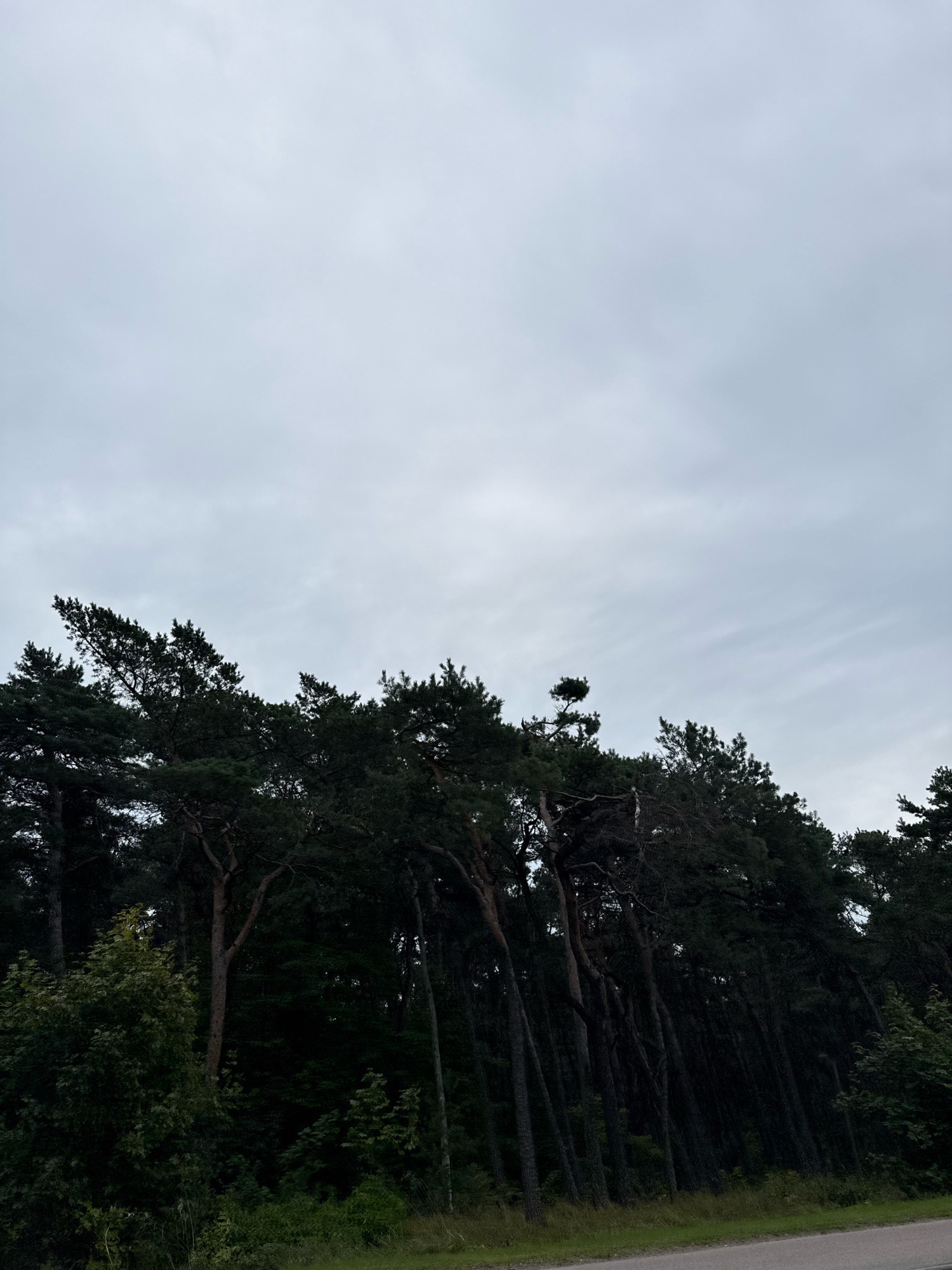 The image depicts a row of tall, dark green pine trees with visible trunks, leaning at an angle. They are situated along the edge of a paved road. The sky is overcast and gray. The location is identified as Tallinn, Estonia.