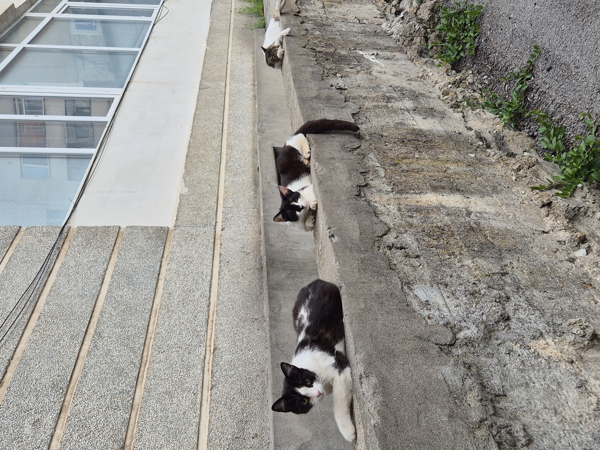 The image shows three cats perched on adjacent levels of a stepped concrete structure beside a building. Two of the cats are black and white, and one is white and tan. The concrete structure abuts a building with glass block windows. The location is Pavlikeni, Bulgaria.
