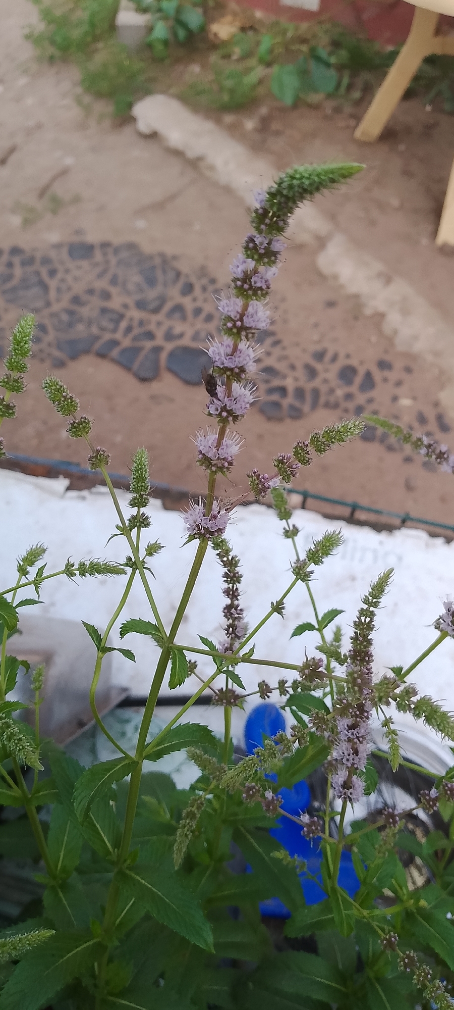 A close-up, vertical shot captures a mint plant with small purple flowers and green leaves. The plant is the primary subject, positioned in the foreground and taking up the majority of the frame. In the background, the scene is out of focus, revealing a light-colored concrete or gravel ground with a patterned texture, some greenery, and a hint of a wooden structure on the right. The lighting suggests an outdoor environment, possibly a garden or patio. There is a small black insect, likely a fly, resting on one of the flowering stems.