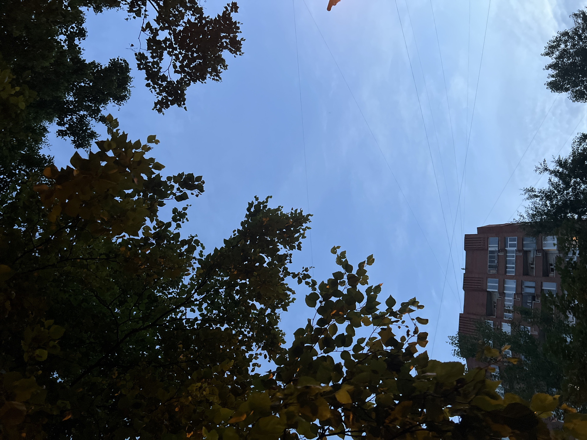 The image captures an upward-looking view of a building and trees against a clear blue sky. The building is multi-story and made of brick, with many windows visible. It appears to be an apartment building or similar structure. The trees in the foreground are lush with green and yellow leaves, suggesting it might be autumn. Thin wires, possibly power lines or telephone lines, are stretched across the sky, converging towards the top of the frame. The lighting suggests it is daytime, possibly late afternoon given the angle of the light. The scene conveys a sense of an urban or suburban environment with natural elements integrated. There is no visible text in the image.