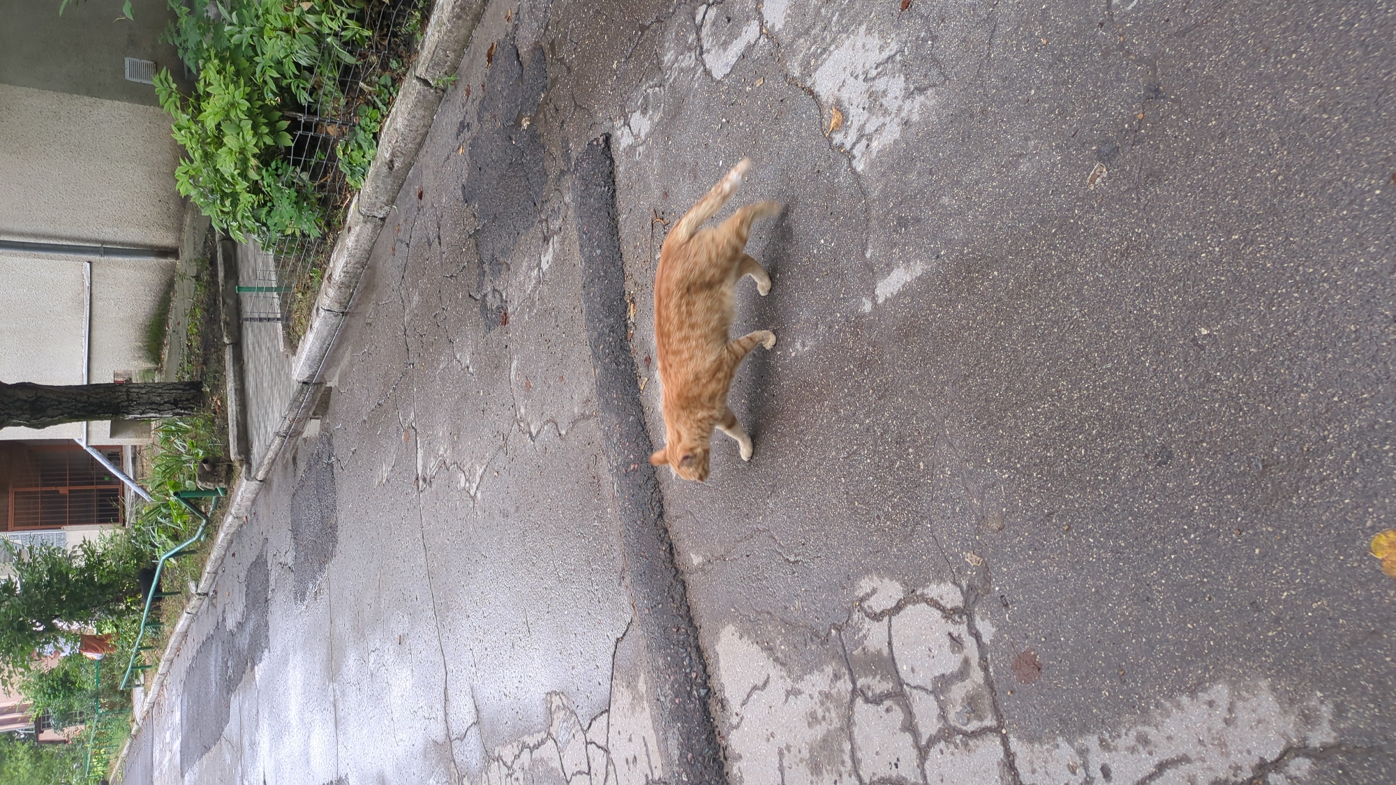 An orange tabby cat is walking across a wet, cracked asphalt surface next to a building and some greenery. The cat is in the mid-ground of the image, viewed from the side. The background shows a portion of a multi-story building with some windows and a metal gate. Vegetation, including bushes and a tree, is visible along the side of the building and bordering the walkway. The ground appears to be a sidewalk or alleyway, with puddles of water and decaying leaves scattered about. The scene appears to be in an urban residential area.