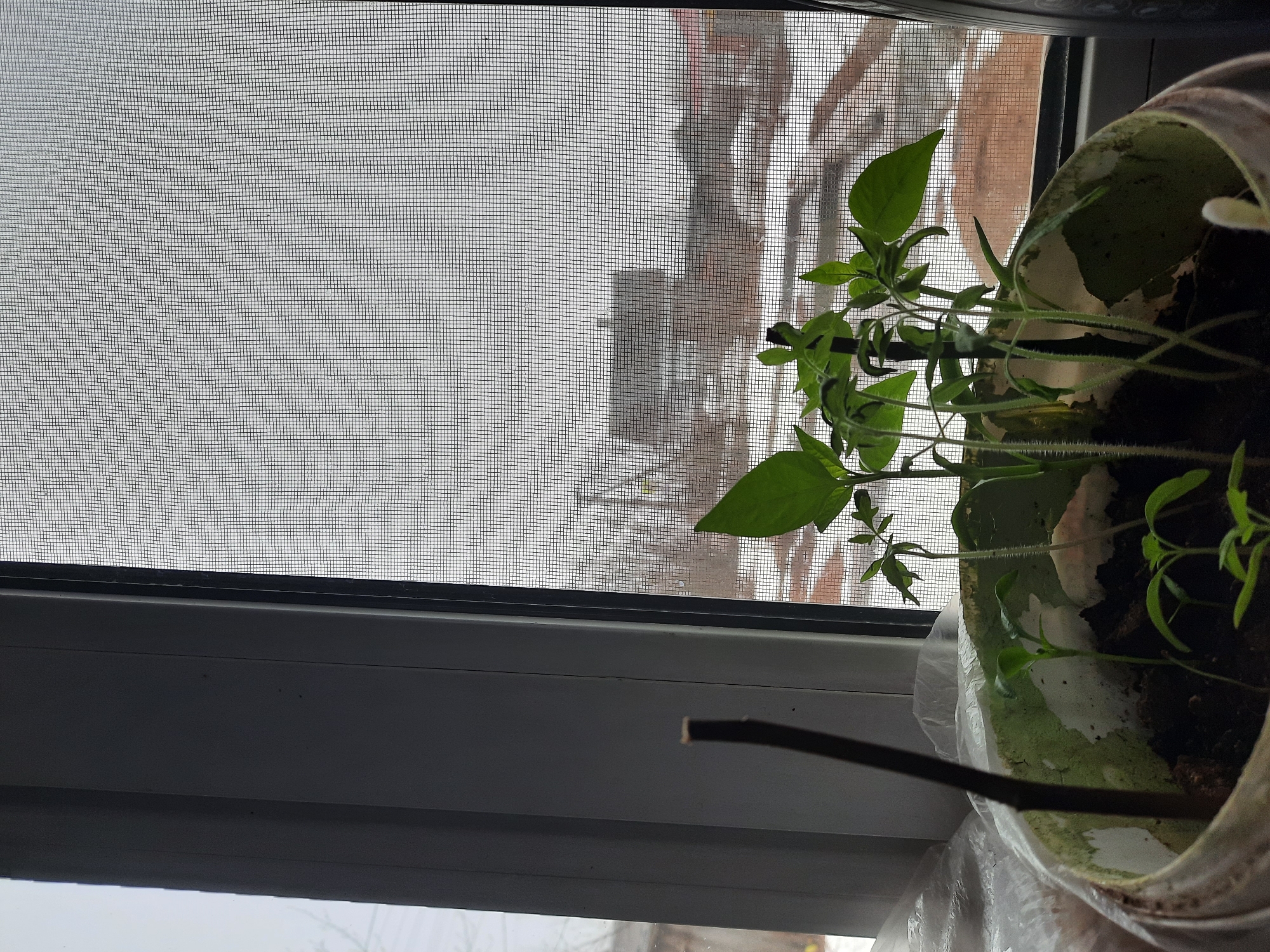 A close-up, high-angle shot shows a small vegetable garden inside a window in Krasnogorskoye, Russia. The plants, several small seedlings with green leaves, grow in a recycled plastic container. The container has a white and green painted design. A thin, brown stick rests along the window pane near the container. The window features a grey screen that partially obscures the view of buildings outside, giving the sense of a cloudy or overcast day. The window frame is grey, and the overall lighting suggests an indoor setting with natural light filtering through the window.