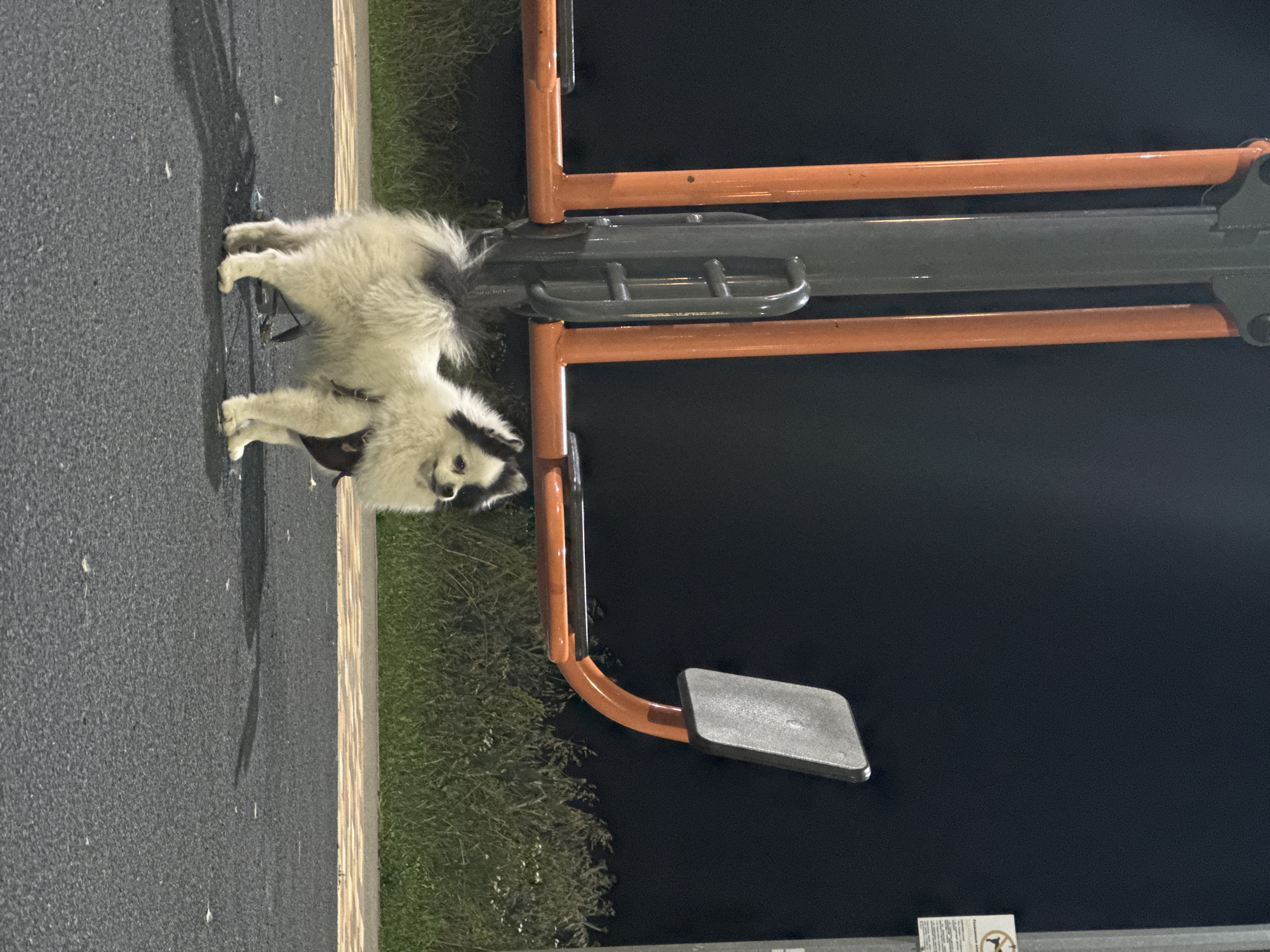 A fluffy, tri-colored dog with black, white, and tan markings stands on an asphalt surface next to a segment of an outdoor exercise machine. The machine has orange and grey metal components. The dog is facing towards the viewer, with its body slightly angled. It appears to be wearing a dark-colored harness. The background to the right of the dog shows a dark, unlit area. To the left of the machine, there is a strip of grass and then the asphalt. The lighting suggests it is nighttime or very early morning. The image is oriented vertically, with the top of the dog appearing towards the left side of the frame. A small white sticker with black text and a circular symbol is visible at the bottom of the frame.