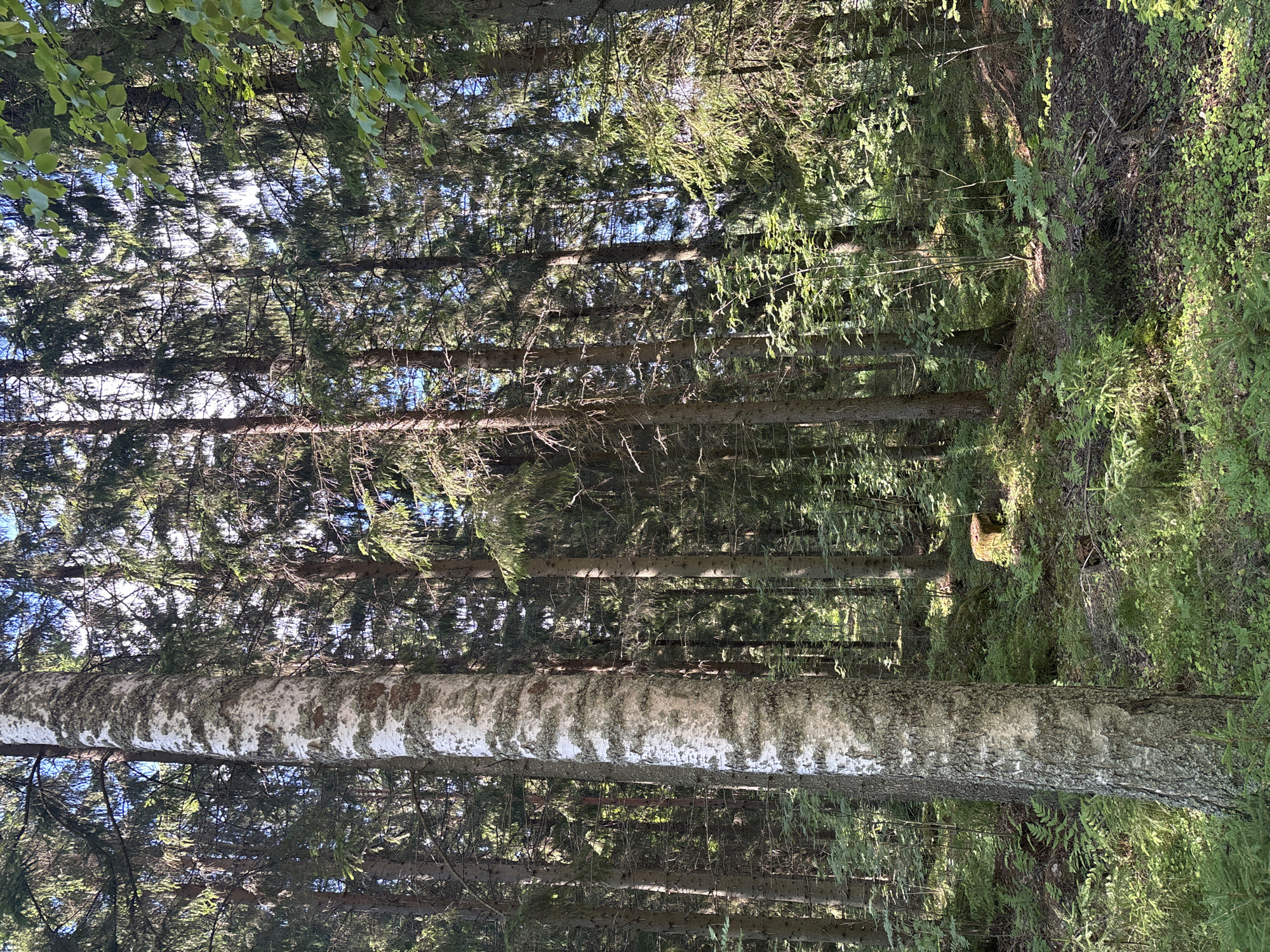 This image depicts a sun-dappled forest scene in Savonlinna, Finland. In the foreground, a tall birch tree with distinct white bark marked by greyish-green lichen stands prominently on the left. The forest floor is covered in lush green vegetation, including ferns and young evergreen saplings, with patches of sunlight breaking through the canopy. In the mid-ground, to the right of the birch tree, a small, weathered tree stump is visible amidst the undergrowth. The background is filled with dense coniferous trees, creating a textured wall of dark green foliage and slender trunks. The overall impression is of a tranquil, natural forest environment, likely in the outskirts of Savonlinna, given its abundant natural wooded areas. There are no people or animals visible in the image.
