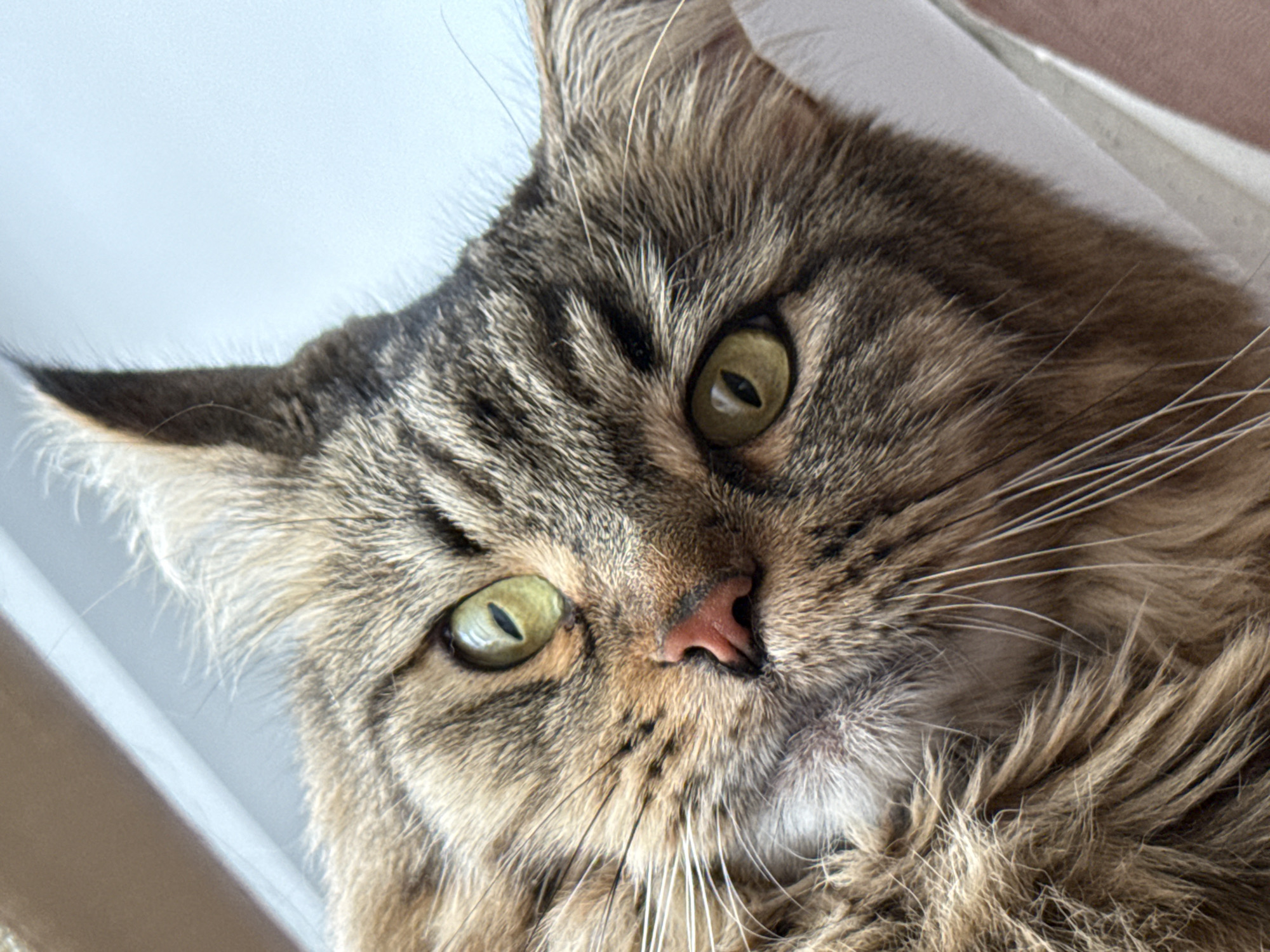 A close-up, slightly angled shot focuses on the face of a long-haired cat. The cat's fur is a mix of brown, gray, and beige tones. Its eyes are yellow-green with slit pupils. The nose is pink. Long white whiskers extend from its muzzle. The background is a blurred off-white color. The image does not depict Sludka, Russia.