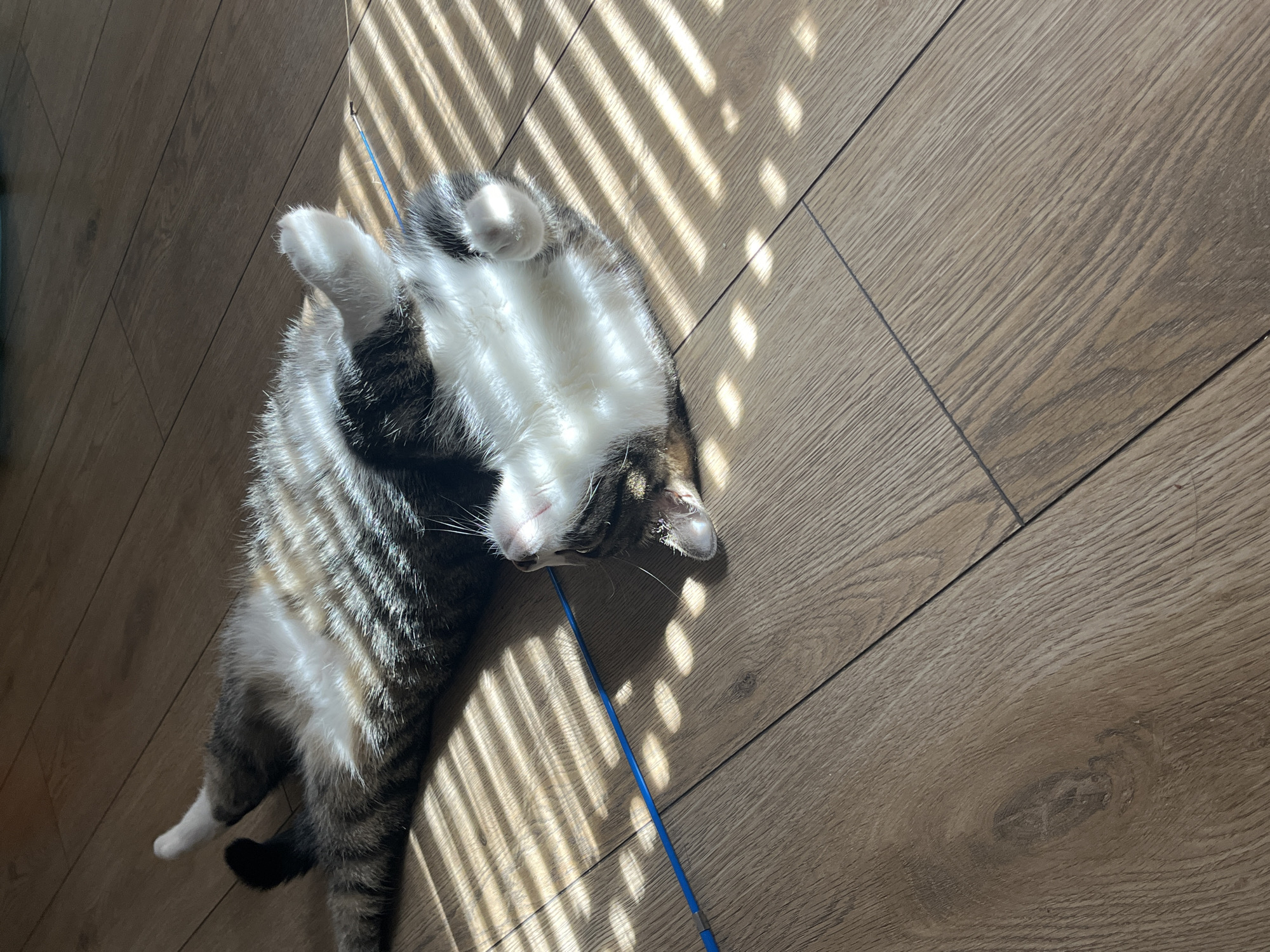 A tabby and white cat lies on its back on a wooden floor. Sunlight streams through blinds, casting striped shadows across the scene. A thin blue cord extends horizontally across the frame in front of the cat. The cat appears relaxed, with its paws in the air. There is no indication of the location in Fresnes, France.