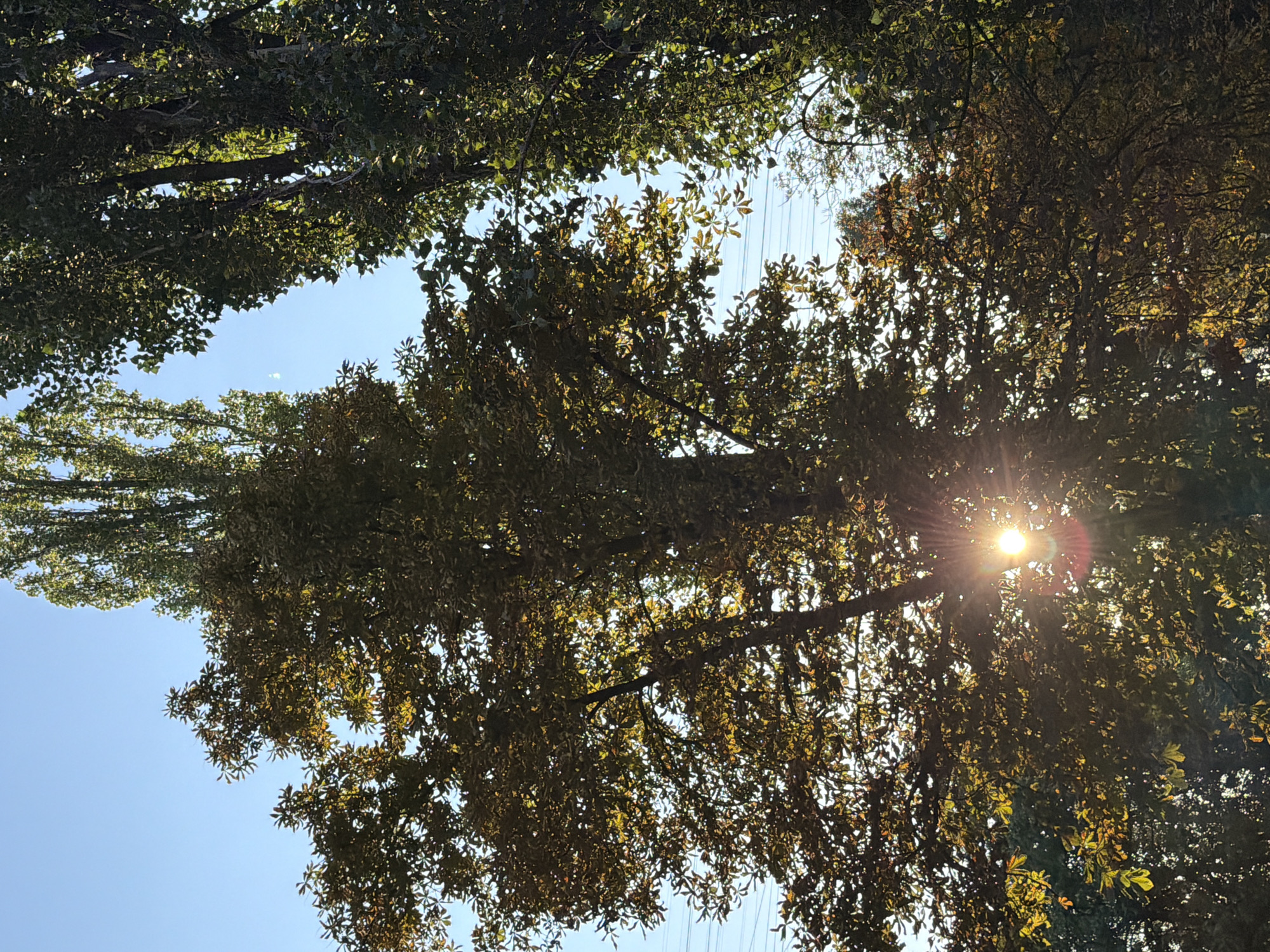 An upward-looking shot shows sunlight filtering through the leaves of trees in Kyiv, Ukraine. The sun, a bright, starburst of light, is positioned in the lower-center of the frame, its rays piercing through the dense foliage. The leaves themselves are a mix of green and autumnal yellows and browns, suggesting the season is likely autumn. Two tall trees dominate the scene, one on the left with broad leaves and another on the right with more elongated, slender leaves. In the background, a clear blue sky is visible, with a few thin power lines stretching across it horizontally in the upper left and center. The overall impression is one of natural beauty, with the sunlight adding a warm, dynamic quality to the scene.