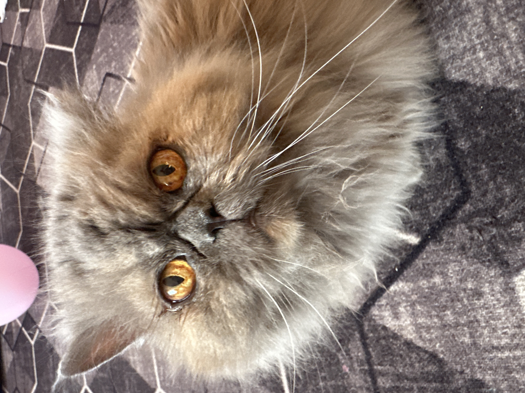 A close-up, slightly rotated image shows a fluffy Persian cat with golden eyes and long white whiskers. The cat is lying on a patterned surface composed of geometric shapes and plain gray. A pink, partially visible object is at the left edge of the frame. There is no evidence in the image to establish a location in the city of Chaikovsky, Russia.
