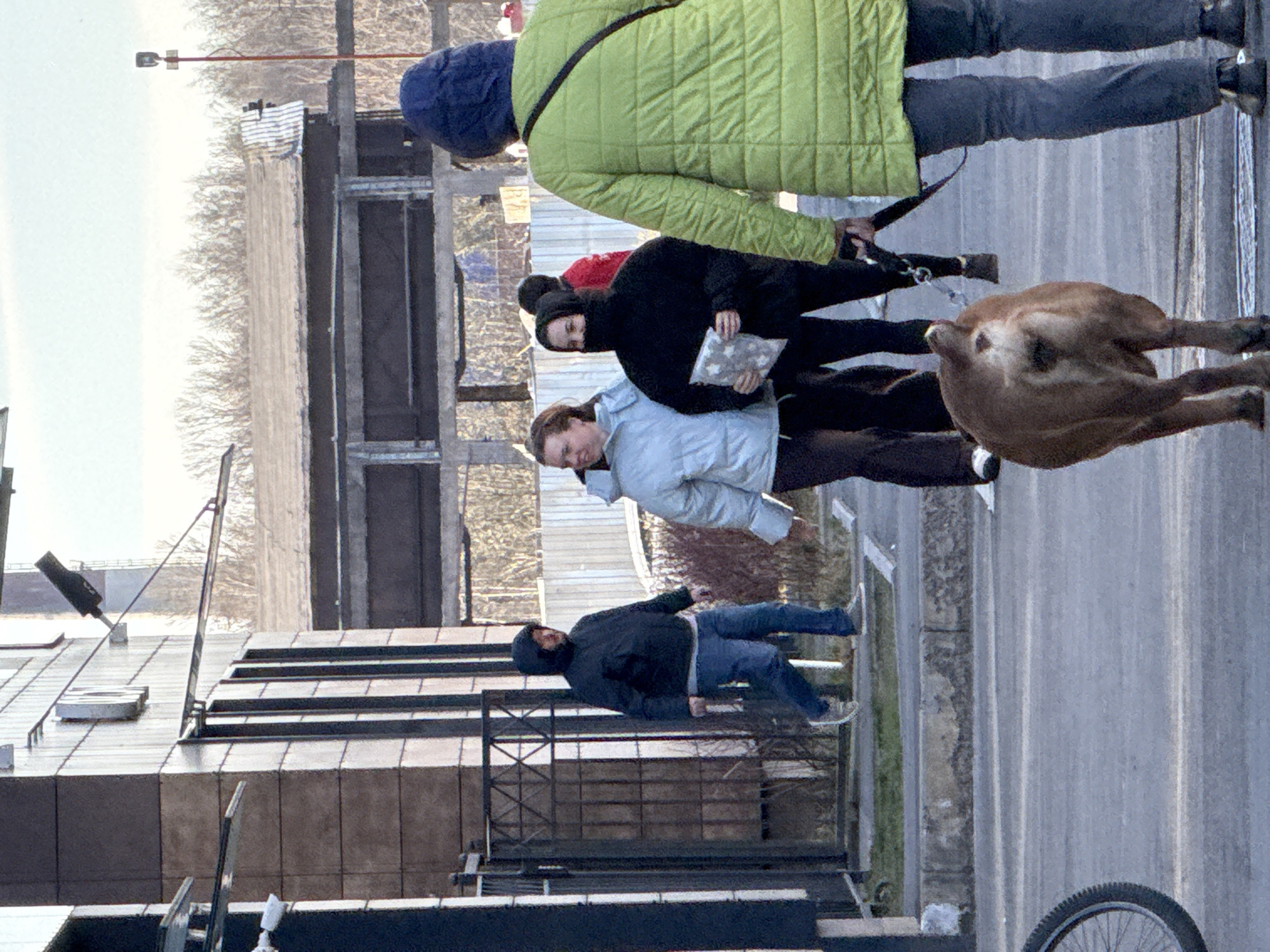 The image shows several people walking a young cow down a paved road alongside a building. One person is wearing a lime green quilted jacket and dark pants, holding a leash attached to the cow. A person in black clothing holds a white and gray object. Another individual is wearing a light blue jacket and brown pants. A fourth person in a dark jacket and blue jeans walks nearby a building with a fence. A bicycle wheel is also visible near the bottom of the frame. The architectural style of the buildings and the presence of trees suggest the location may be in the city of Saint Petersburg, Russia.