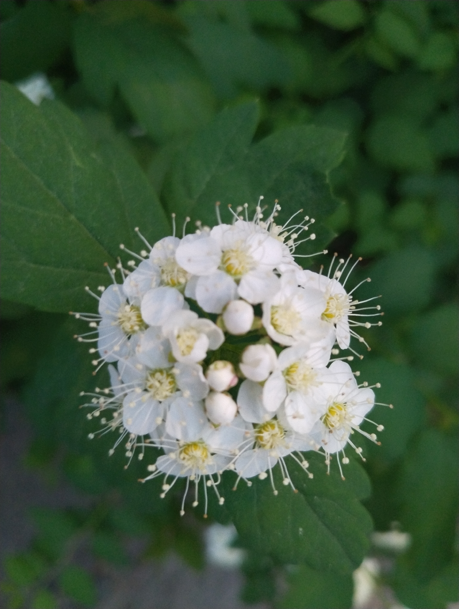 The image depicts a cluster of white flowers, possibly Spiraea alba (white meadowsweet), in full bloom. The flowers are grouped tightly together, with numerous delicate white petals and prominent, elongated stamens tipped with small, yellowish anthers. The blossoms are set against a backdrop of green foliage, comprised of several veined leaves with slightly serrated edges. The overall setting suggests a natural environment, likely a garden or park. Without further information or visual cues, it's impossible to pinpoint the exact location within Tomilino, Russia, or to ascertain any specific actions, interactions, or human presence at the scene.