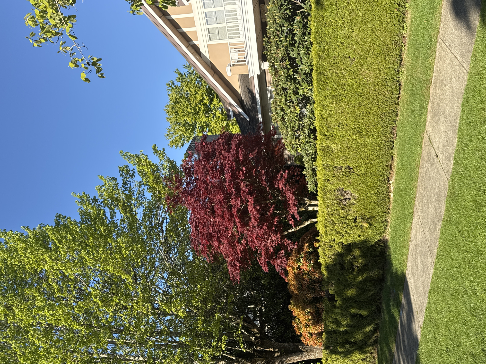 The image shows a street scene in a residential area. A section of a house is visible at the top, featuring light brown siding, white window frames, and a dark roof. Alongside the house, there are lush green bushes. A red-leafed tree stands out amongst other green trees. A sidewalk runs along the edge of a grass lawn, with a green hedge bordering the lawn. The sky is clear and blue. The location is likely Vancouver, Canada, based on the architectural style and landscaping typical of the region.