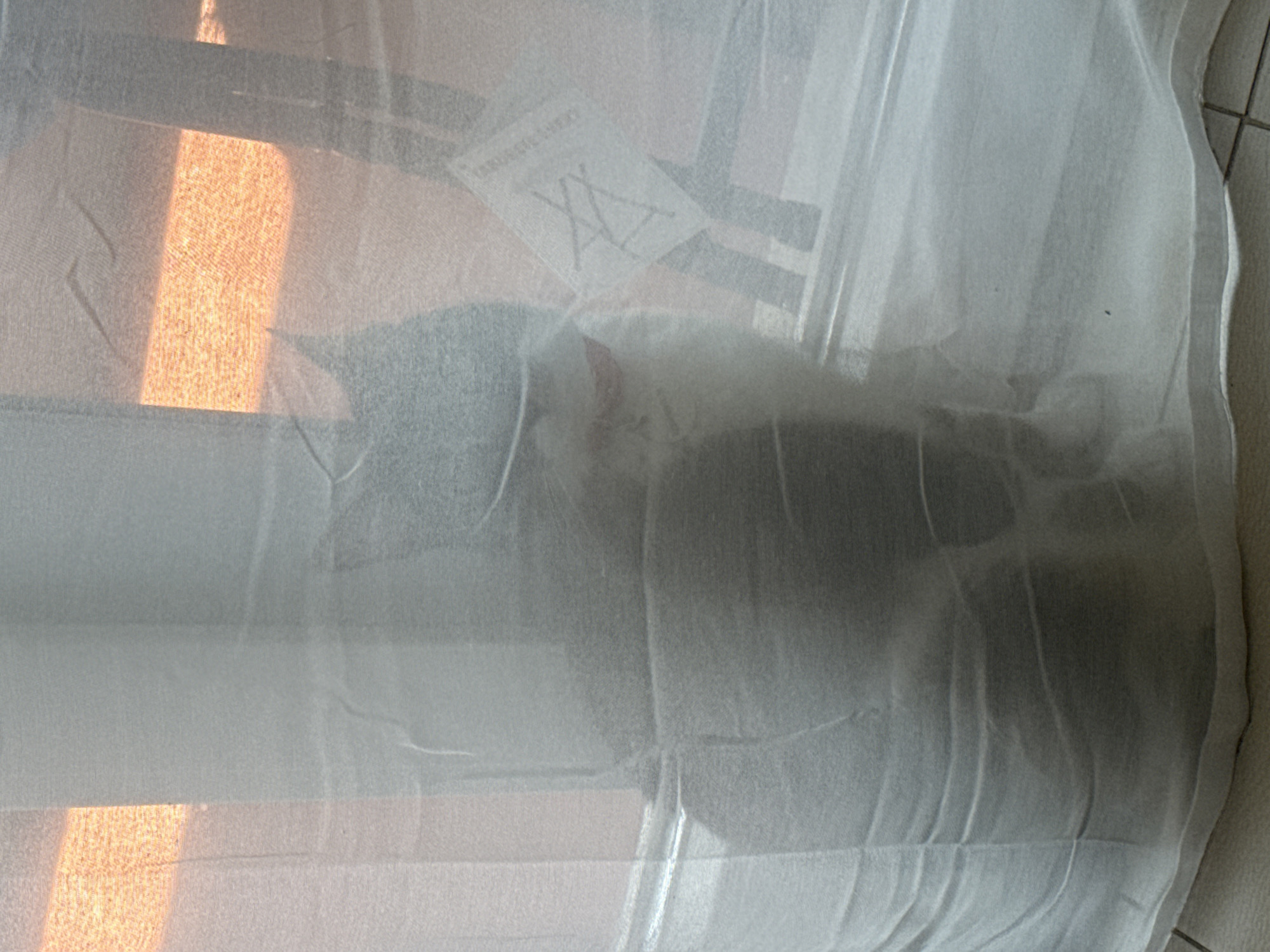A gray and white cat is partially obscured by a sheer white curtain, its body mostly visible through the fabric. The cat is positioned behind the curtain, facing to the left, with its head tilted slightly. Sunlight filters through the curtain from the right, creating an orange glow on the wall behind the cat. The curtain is draped, with visible folds and wrinkles. A white tag with a black symbol is attached to the curtain on the right side. The floor beneath the curtain appears to be tiled. The scene suggests an indoor setting, possibly a room in a residential building in Oeiras, Portugal, where the cat is interacting with its environment.