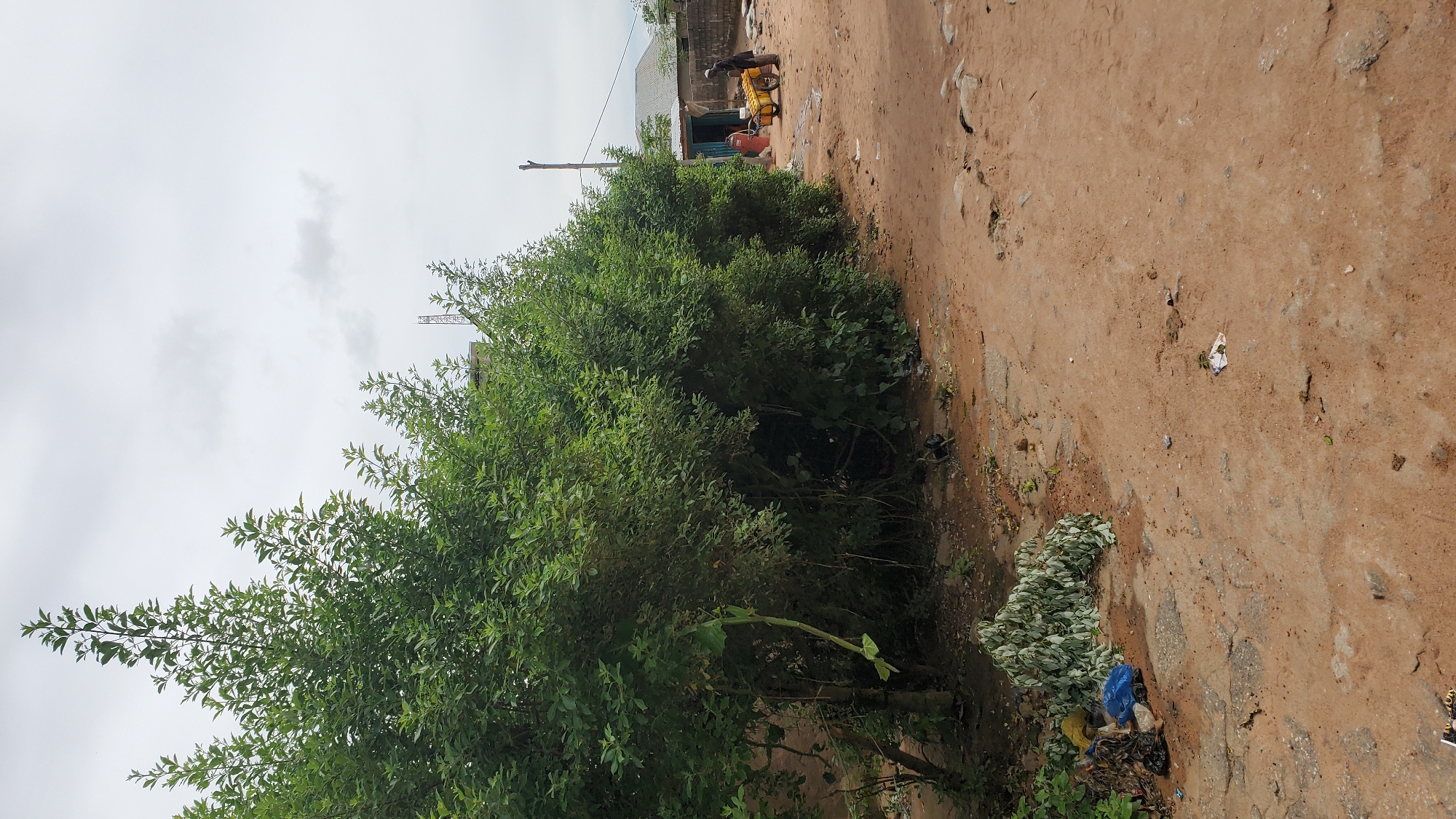 The image depicts a residential street in Jalingo, Nigeria, on an overcast day. A dense line of green foliage runs along the left and center of the frame, obscuring the view of any buildings behind it. In the foreground, the dirt road is scattered with debris, including plastic bags and fallen leaves. To the right of the foliage, a man wearing a dark shirt and a cap is pushing a yellow cart laden with yellow produce, likely bananas, down the road. Behind him, a simple building with a corrugated metal roof is visible, and beyond that, more buildings and a tall, metal tower can be seen in the distance. The overall scene suggests a typical day in a less developed urban environment.