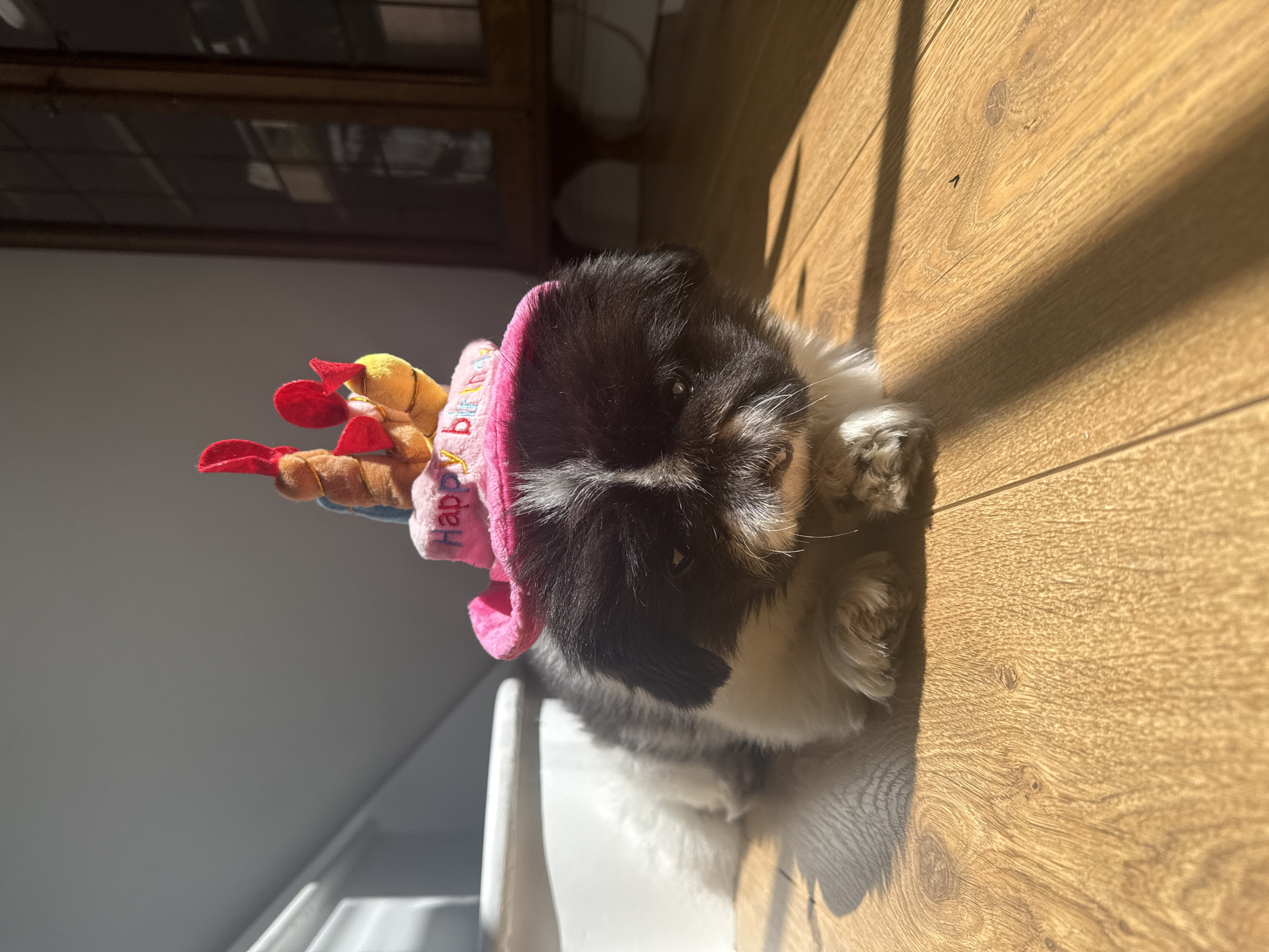A small, black and white Shih Tzu dog is lying on a light brown, wood-grain patterned floor. The dog is wearing a pink birthday hat adorned with small plush characters, possibly chickens. The hat is tilted on the dog's head. The room is illuminated by bright sunlight, casting shadows across the floor. A white chair is partially visible in the lower-left corner. The location appears to be indoors. There are no identifiable landmarks that point to London.