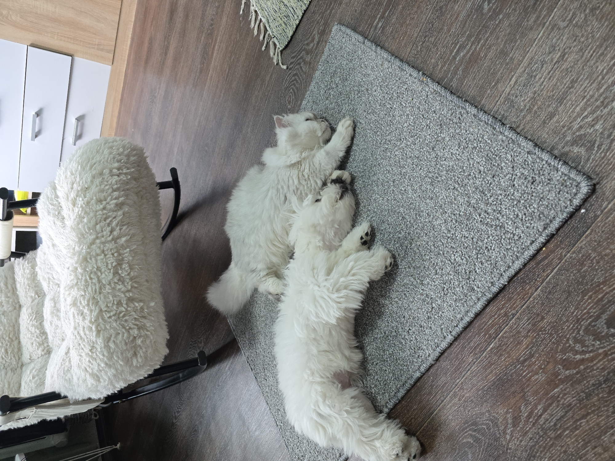 Two white animals, a cat and a dog, are sleeping on a gray rug on a dark brown wooden floor. To the left of the rug, a white, fluffy sheepskin covers a rocking chair. In the background, a white dresser with silver handles is visible. The scene is indoors, likely in a residential setting.