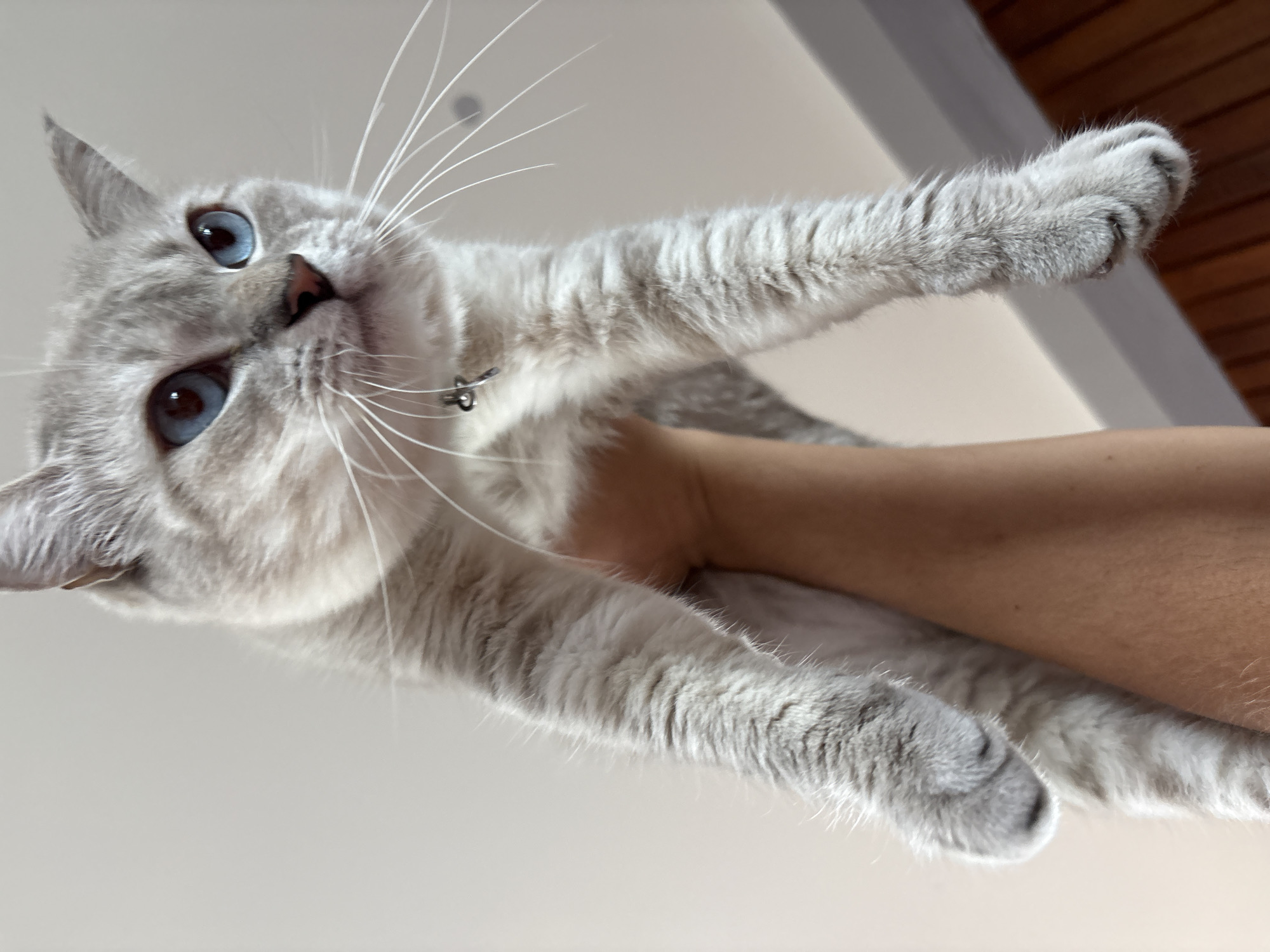 A low-angle, close-up, eye-level shot captures a light gray cat with striking blue eyes being held up by a person's arm. The cat's fur has subtle tabby markings on its legs and body. A small silver bell is attached to its collar. The background consists of a plain white ceiling and a hint of a wooden wall or furniture on the right side. The scene appears to be indoors, possibly a home in Choeng Thale, Thailand.