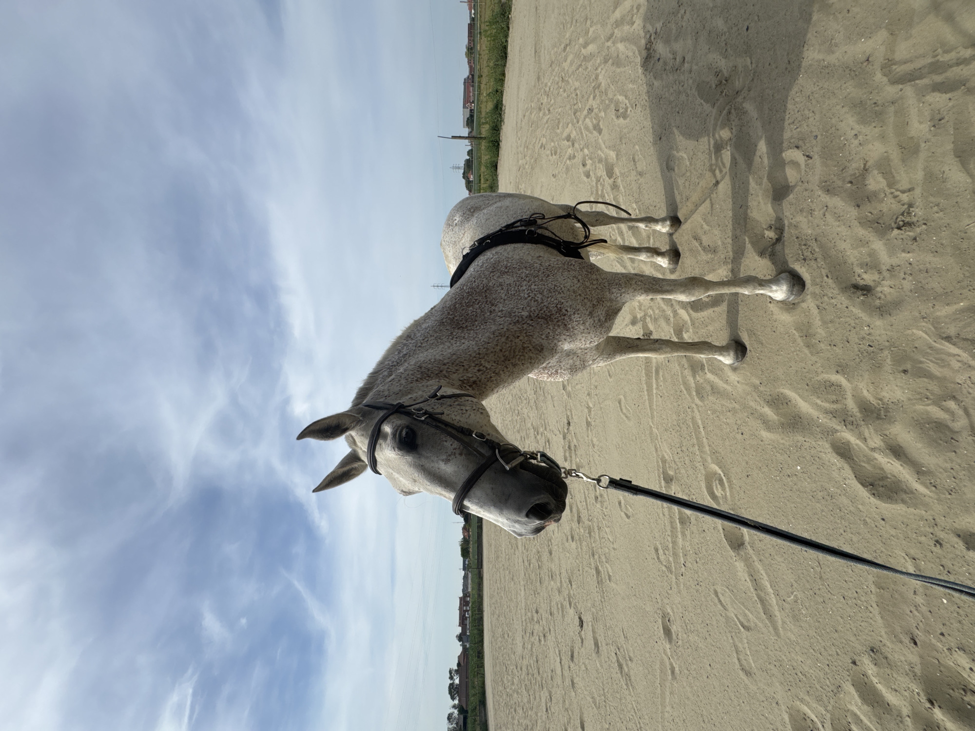 A dappled gray horse stands in a sandy outdoor arena. The horse is facing left, wearing a bridle and a training surcingle. In the background, a line of trees and buildings marks the edge of the property, with a bright blue sky and scattered clouds overhead. The sandy ground shows footprints and indentations from the horse's hooves. The location is likely an equestrian facility in Estaimpuis, Belgium, given the flat landscape and common architectural styles of the distant buildings.