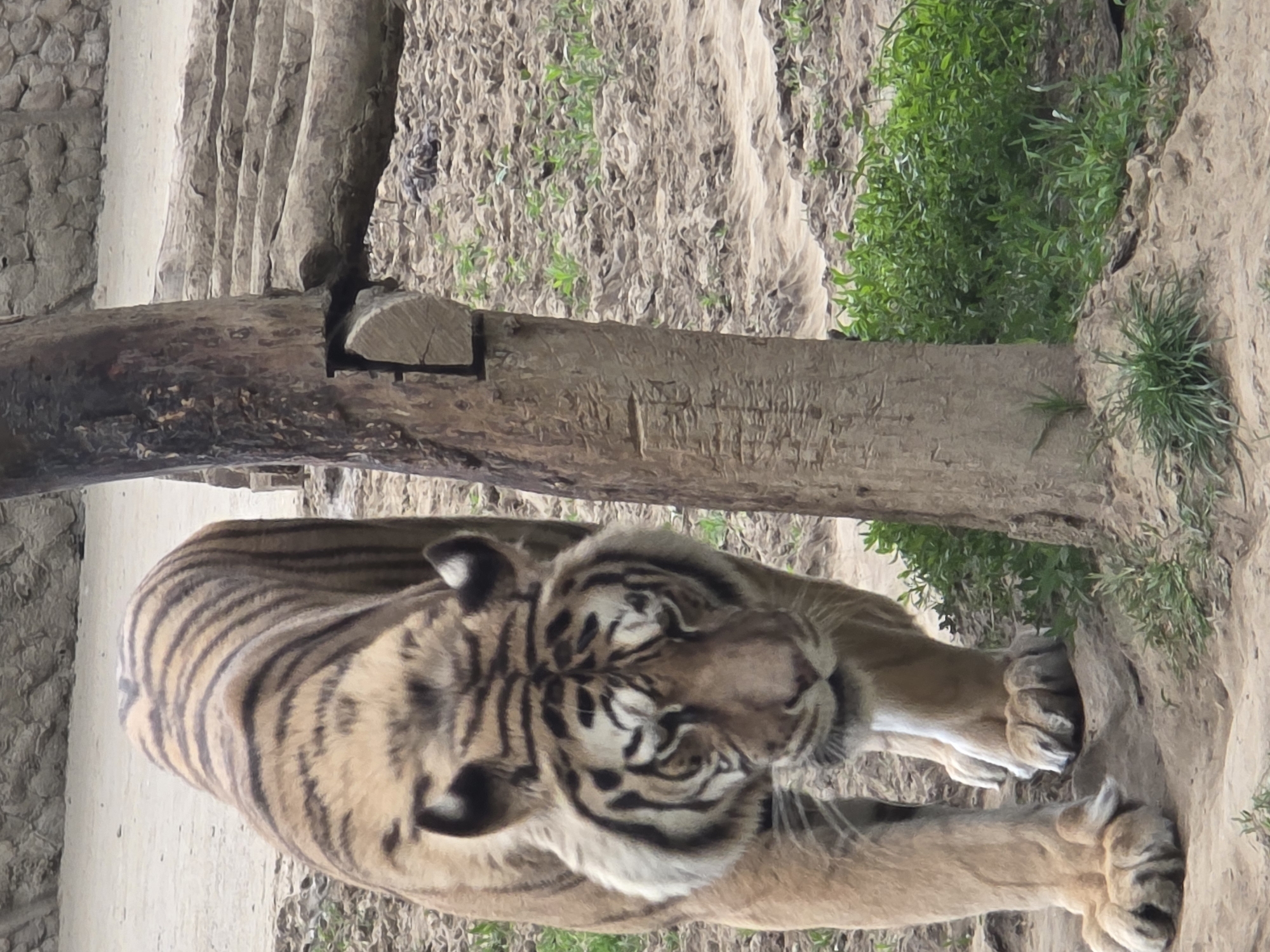 A medium shot depicts a tiger lying down on a light brown rocky surface. To the left of the tiger is a dirt path, and above is a log with green vegetation growing around it. The tiger is facing forward with both paws resting on the rock. The location of the scene is Unknown, Unknown.