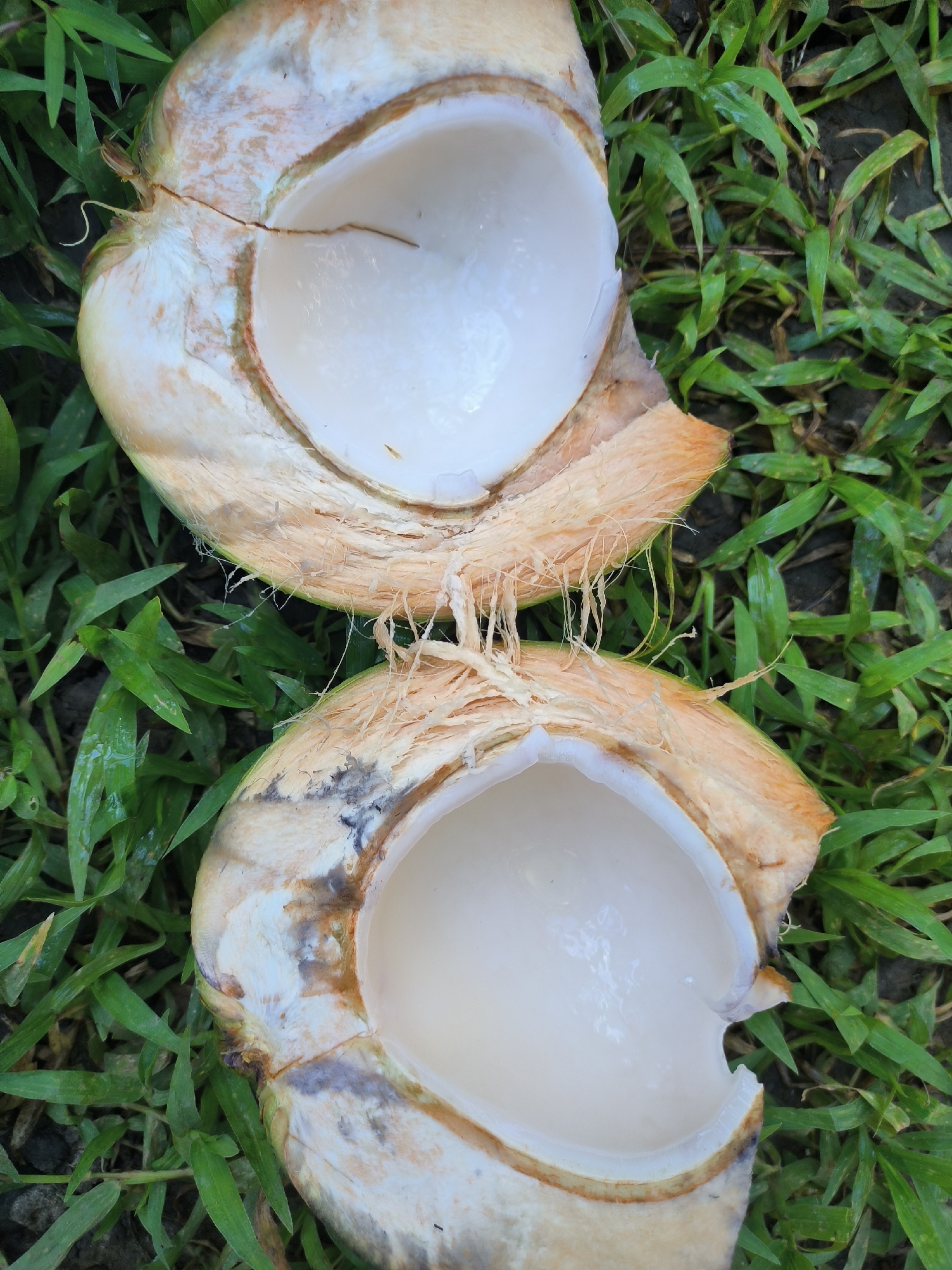 Two halves of a freshly cut coconut are lying on a bed of green grass. The coconut flesh is white and smooth, and the husk is fibrous and light brown. The scene is outdoors, likely in a rural or natural setting, given the presence of grass and the natural lighting. The image has a close-up perspective, focusing on the coconut and its immediate surroundings. There is no indication of human presence or activity in the frame.