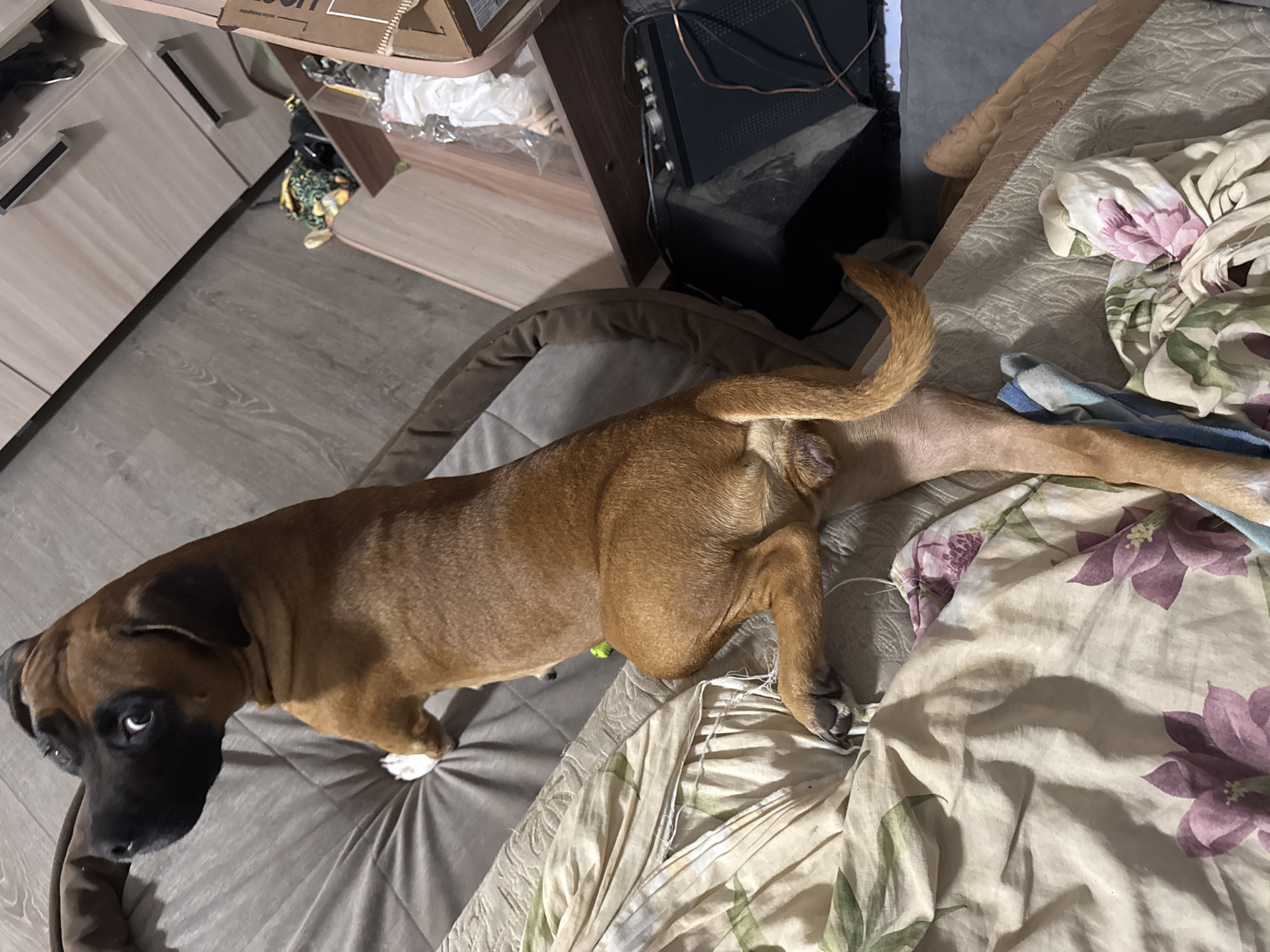 A tan boxer dog with a black muzzle lies on a patterned bed with a light-colored floral design, partly on a gray pet bed. The dog's hindquarters are elevated with the tail curled upwards. The setting appears to be indoors, near a cabinet or shelf with miscellaneous items, and a piece of electronic equipment is visible nearby. The location is Chaikovsky, Russia.