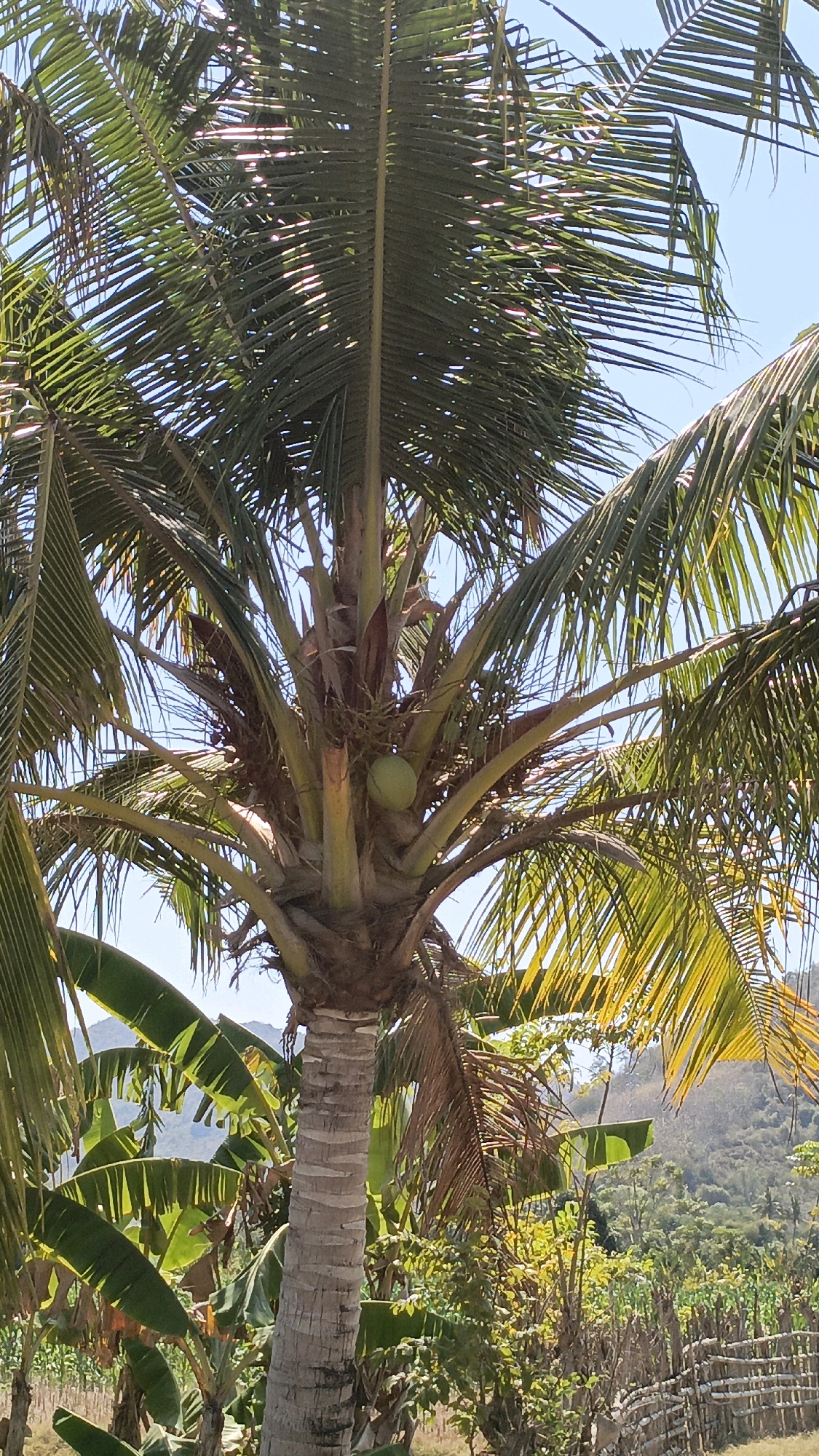 The image captures a close-up view of a coconut palm tree with a single, green coconut visible. The fronds of the palm tree are prominent, extending upwards and outwards against a clear blue sky. In the background, a lush, green landscape is visible, with hints of hills or mountains in the distance, suggesting a tropical or subtropical environment. The lower part of the image shows other vegetation, including what appear to be banana leaves, and a rustic wooden fence. The scene appears to be in Desa Lamunga, Indonesia, based on the surrounding vegetation and overall atmosphere. There are no people present in the image, and no specific actions or interactions are depicted. The focus is solely on the natural elements of the scene.