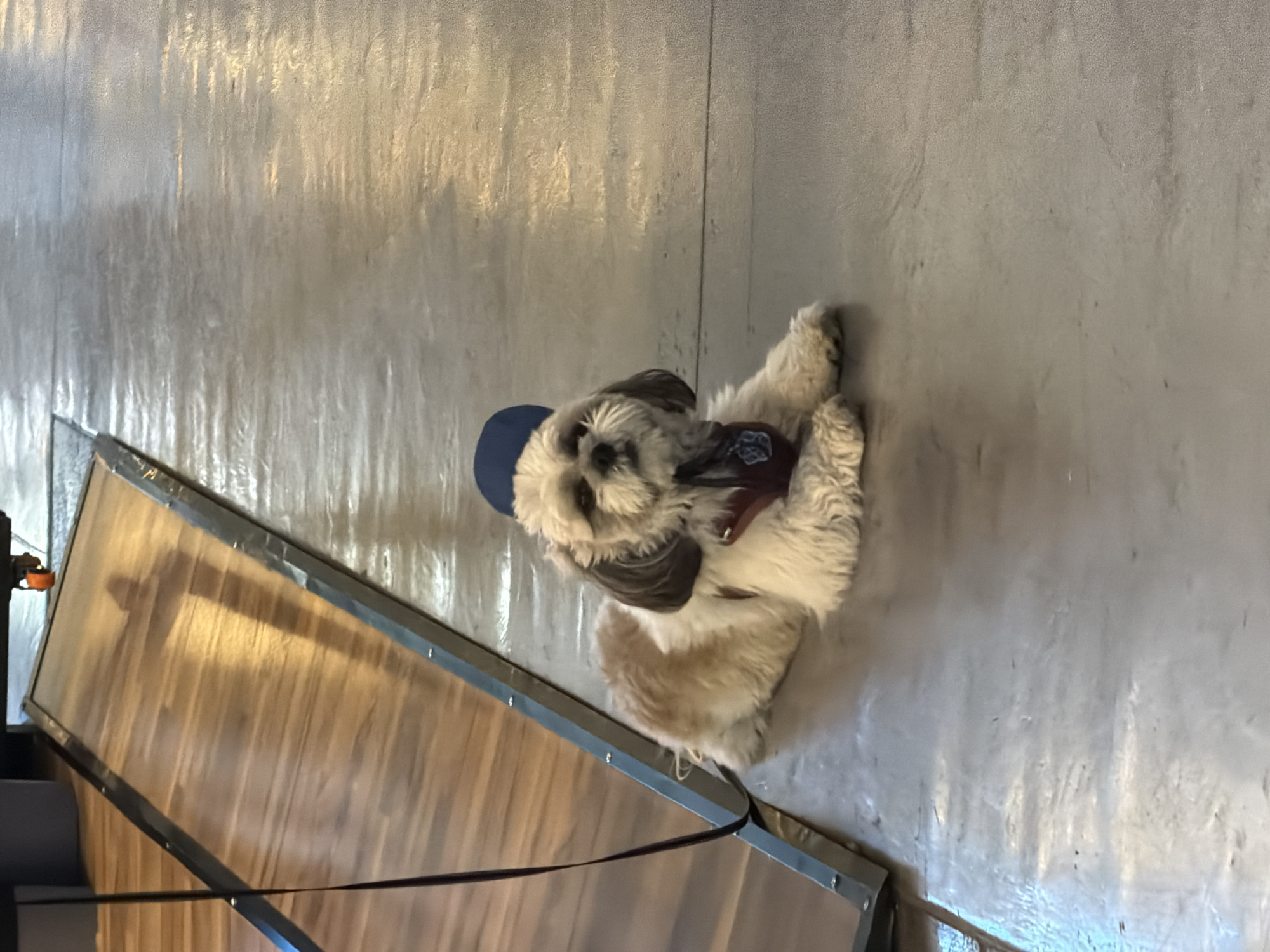 The image shows a small, light-colored dog wearing a blue hat and a brown harness, lying on a shiny, grey surface. A wooden structure with metal framing is partially visible to the left. The location is not specified, and no specific city is identified.