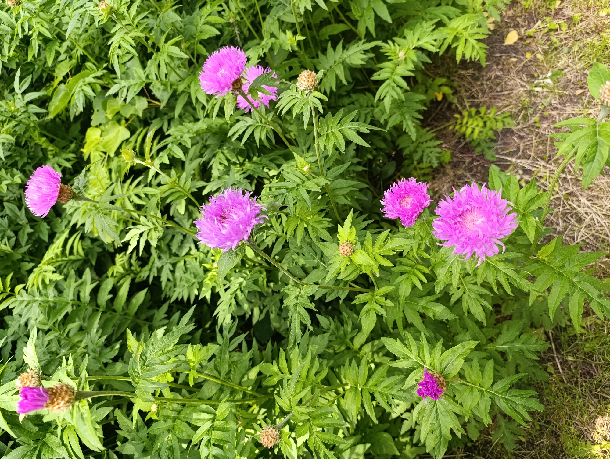 This image captures an overhead view of a dense cluster of flowering plants in the city of Bila Tserkva, Ukraine. The scene is dominated by multiple vibrant magenta-pink composite flowers, typical of the *Centaurea* genus (knapweed or star-thistle), dispersed among abundant, deeply dissected green foliage. At least seven prominent flower heads are visible, with several appearing fully bloomed and others as closed, spherical, brown-scaled buds. The plants exhibit healthy green leaves with a distinct, lobed or fern-like structure. In the upper and lower right sections of the frame, the ground consists of dry, light brown earth mixed with sparse, desiccated grass, indicating the edge of a planted area or a nearby path. The scene is well-lit by natural daylight. No individuals, animals, or artificial structures are present.