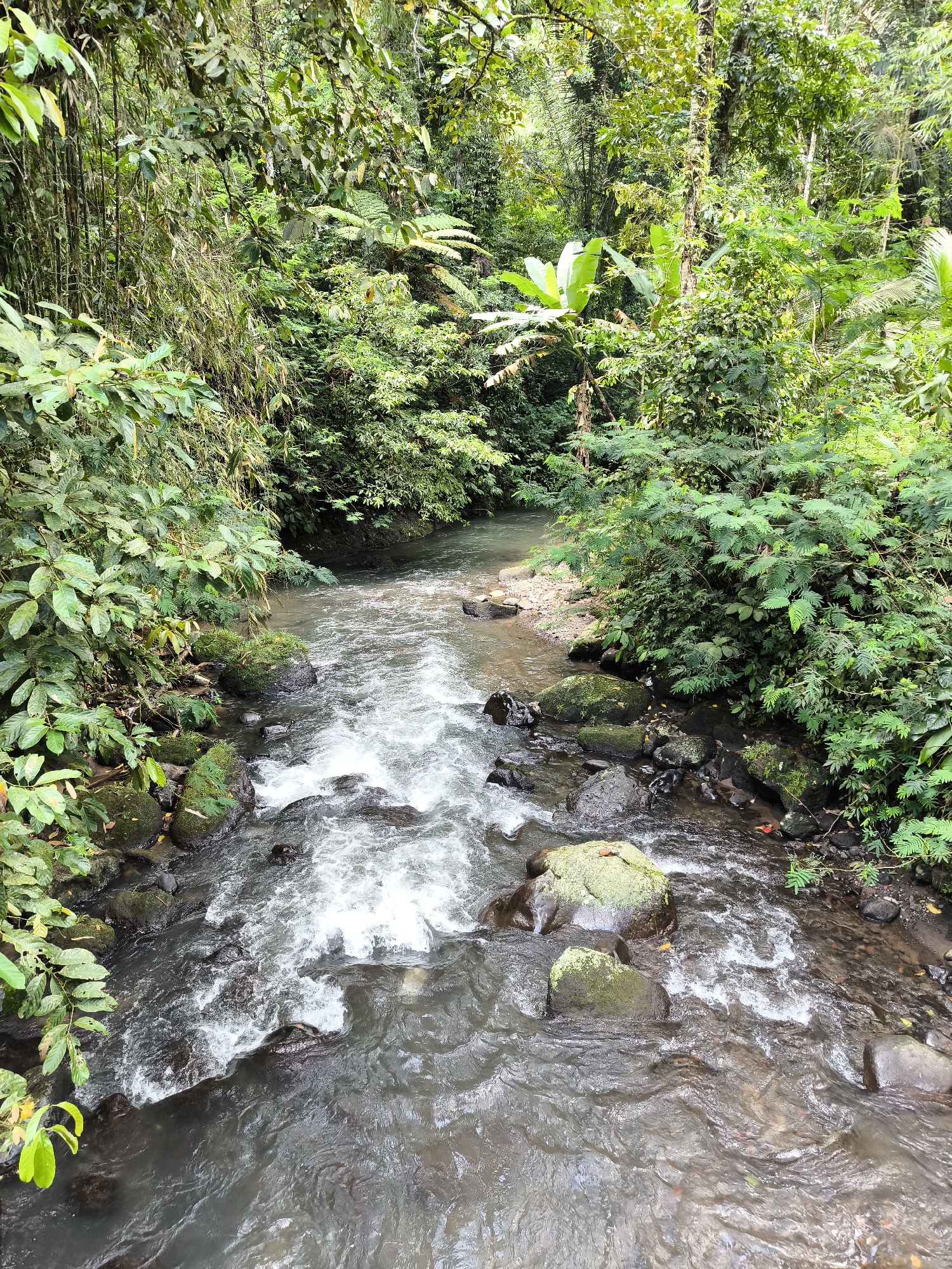 The image depicts a river flowing through a dense, green forest in Mekarsari, Indonesia. The water is clear and fast-flowing, with white water rapids over rocks. Moss-covered rocks are scattered throughout the riverbed. The riverbanks are overgrown with lush vegetation, including various trees, bushes, and ferns. The environment is humid and tropical.