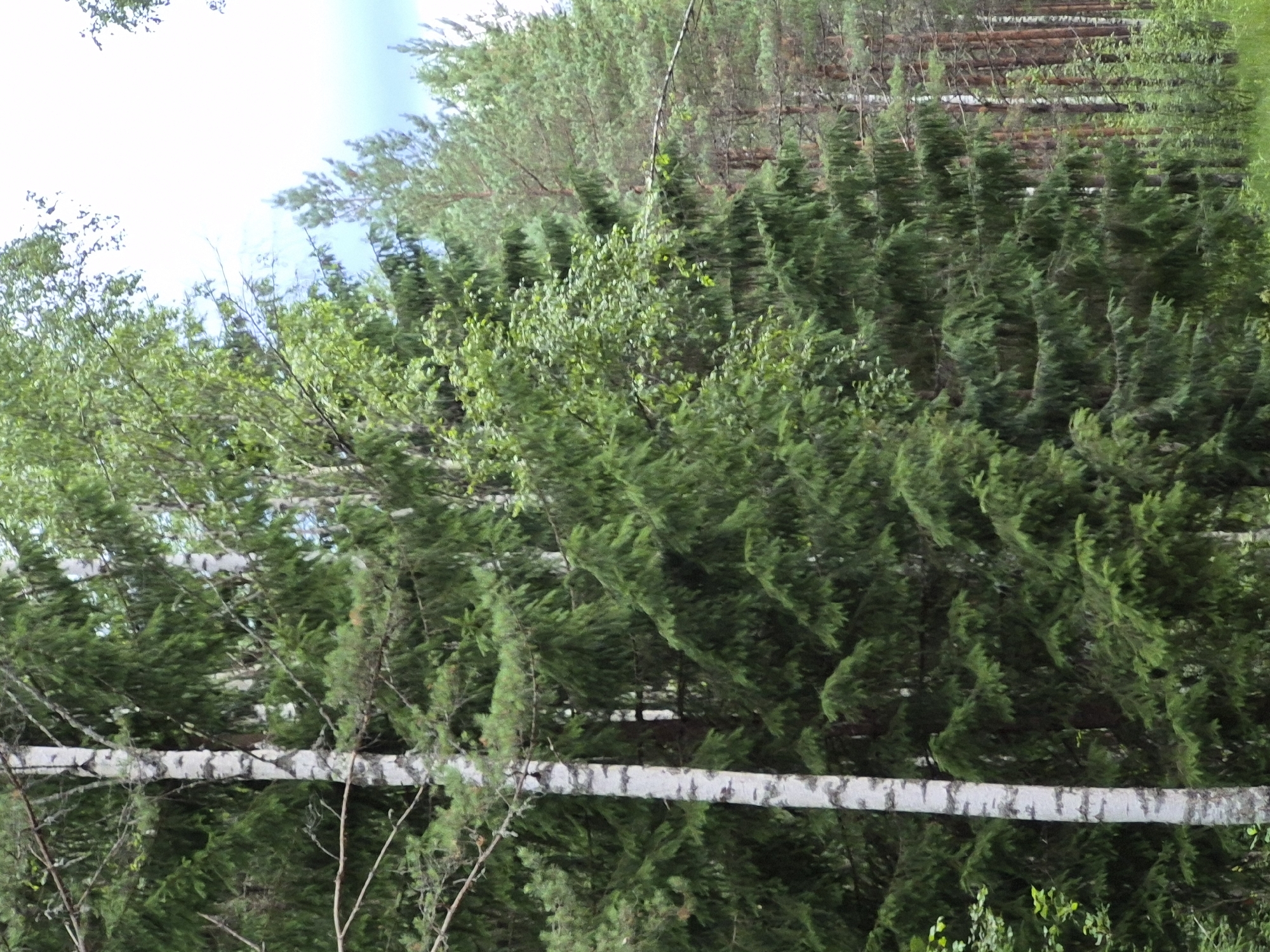 The image depicts a dense forest with a variety of trees, predominantly coniferous with some deciduous trees interspersed. In the foreground, a tall birch tree with white bark and dark markings stands out. Behind it, a thick wall of dark green spruce trees dominates the scene. Further back, lighter green deciduous trees are visible, and beyond them, a line of tall pine trees with reddish-brown trunks recedes into the distance. The ground is covered with green grass and foliage, suggesting a natural, undeveloped environment. The sky, visible in patches through the canopy, is a bright, overcast white with some areas of blue sky. The overall impression is of a lush, undisturbed forest ecosystem. This scene is located in the vicinity of Hargla, Estonia, a region known for its extensive forests.