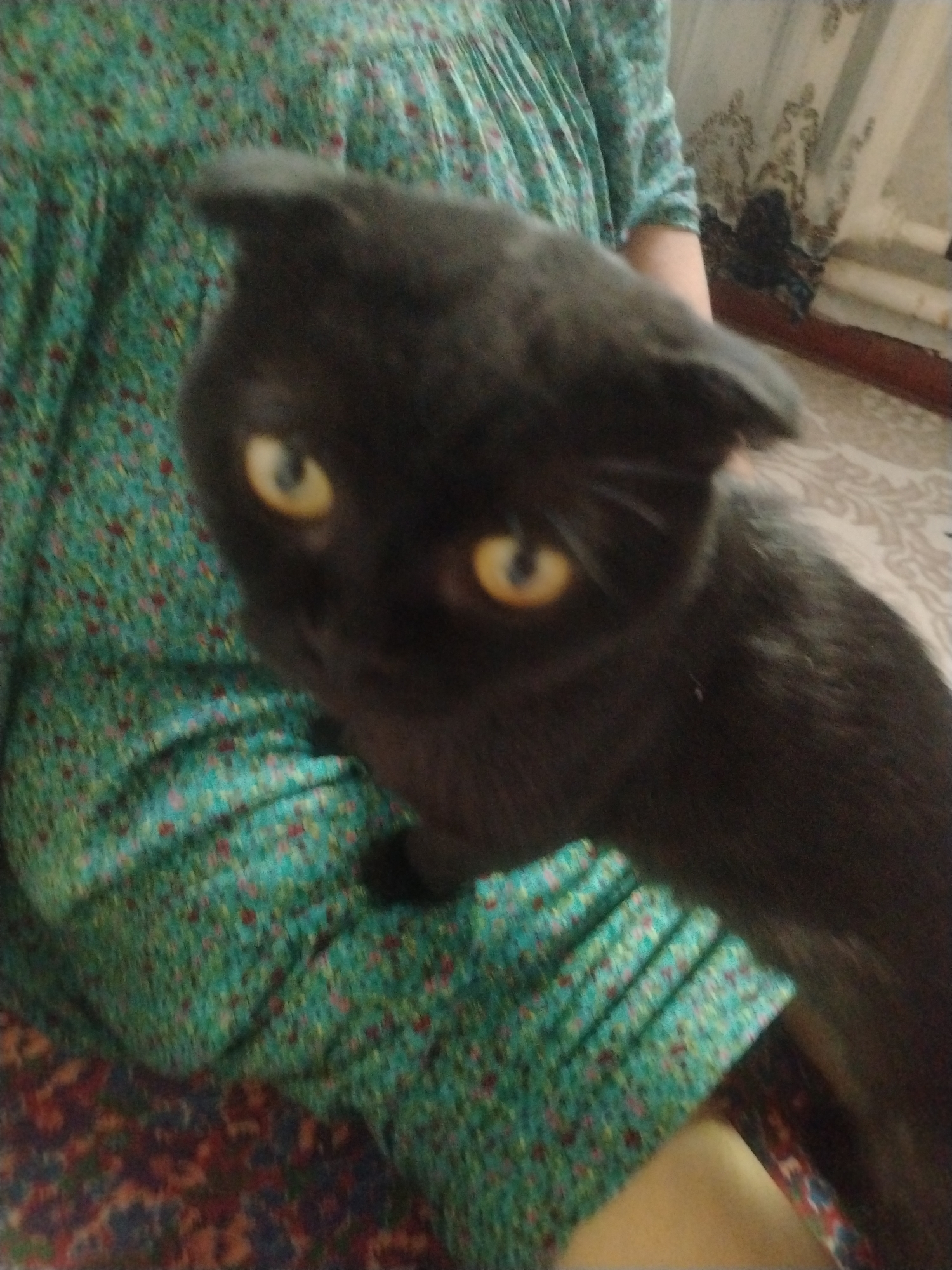 An out-of-focus, medium shot captures a black cat with yellow eyes peeking over the shoulder of a person wearing a green floral-patterned dress. The person's arm is visible, resting against the cat. The background shows a light-colored wall with drapery, and a patterned carpet on the floor. The scene appears to be indoors, likely a domestic setting. No specific landmarks or features definitively place the image in Nukus, Uzbekistan.
