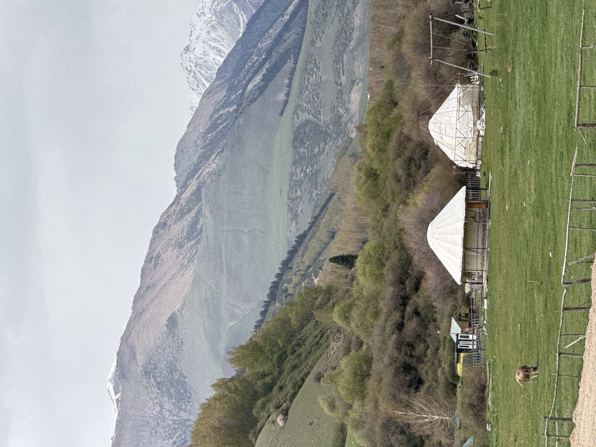 The image displays a panoramic view of a mountainous landscape in Semenovka, Kyrgyzstan. In the background, majestic mountains with rugged, rocky slopes rise dramatically under a cloudy or hazy sky. Snow-capped peaks are visible on the distant mountain ranges, suggesting high altitude. The mid-ground features rolling hills and slopes covered in a mix of lush green vegetation, dense deciduous trees, and possibly some evergreens, indicating a vibrant natural environment.
In the foreground and mid-ground, a bright green grassy field dominates the right side of the frame. Two large, white tent-like structures, characteristic of yurts, are prominently situated among the trees on a gentle slope. These structures appear to have a metal or wooden framework supporting their white canvas covers. Near the lower yurt, a small, multi-colored building with a distinct roof is visible. Wooden post fences or barriers are scattered across the grassy field. A lone brown domestic animal, likely a cow or yak, is seen peacefully grazing in the foreground field.
The scene depicts a tranquil, rural setting during daytime, with diffused light indicating an overcast or hazy day. The presence of yurts and the mountainous terrain are strong geographical cues aligning with the specified location. There is no visible text in the image.
