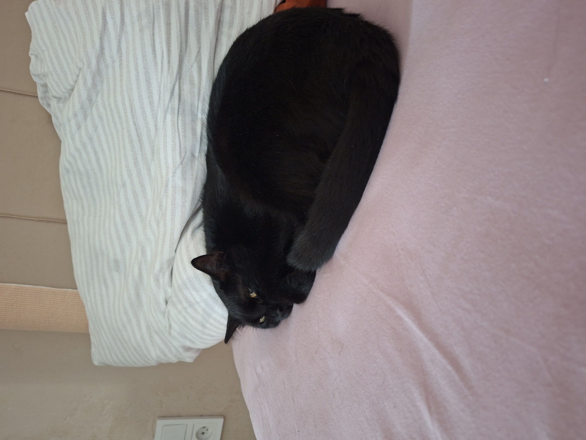A black cat with yellow eyes is curled up on a pink blanket on a bed. Behind the cat is a pillow with grey stripes. To the left of the pillow is a light-colored wall with a white electrical outlet. The scene appears to be indoors, likely in a bedroom, in the city of Zhodzina, Belarus.