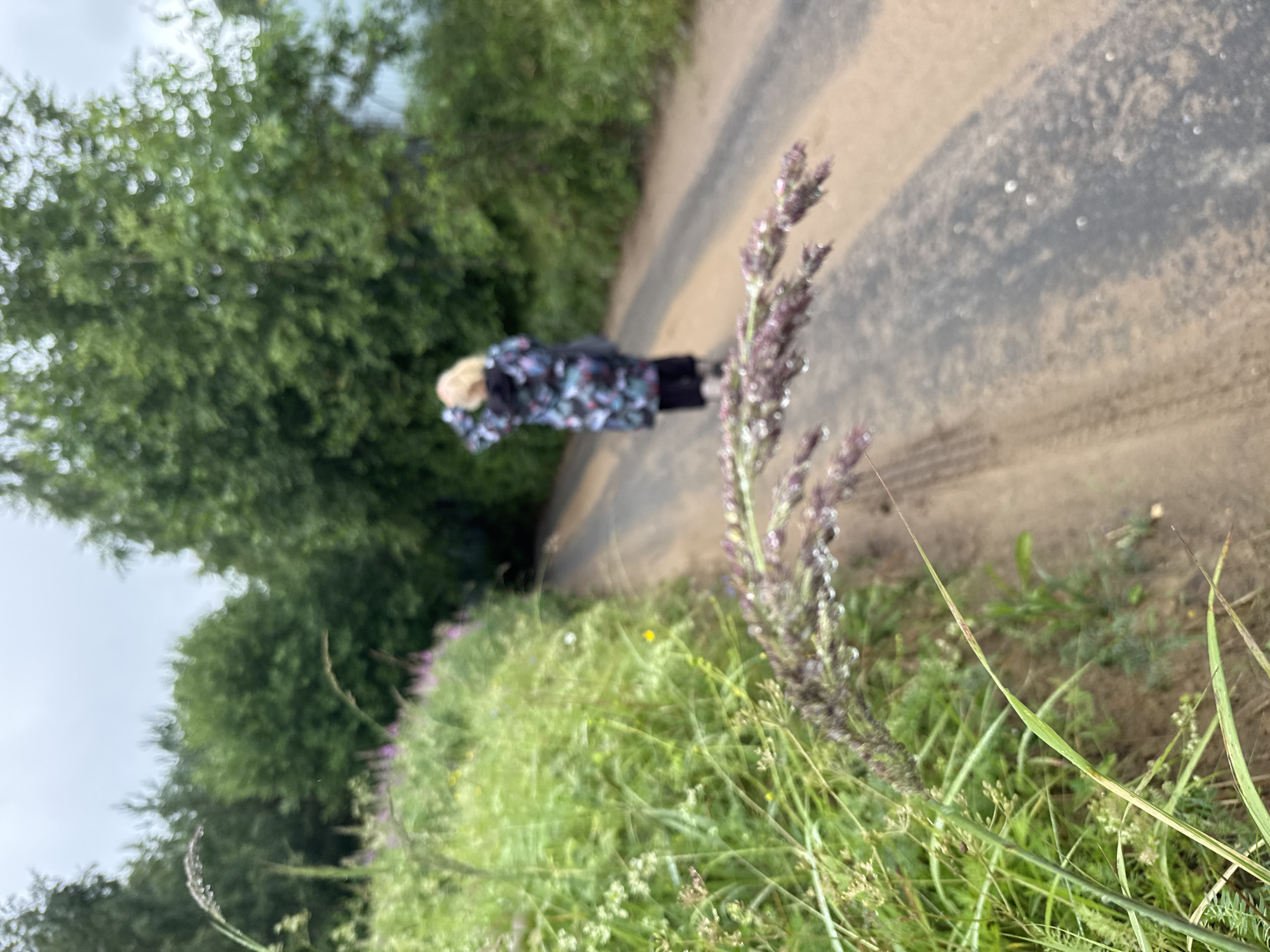 A person is walking on a dirt road, surrounded by greenery. The person is wearing a jacket with a colorful floral pattern and black pants. Their hair is blonde. The road appears to be wet or dusty, with tire tracks visible. In the foreground, there is a tall stalk of purple-hued grass with water droplets on it, and other green vegetation. In the background, there are trees and more greenery, suggesting a rural or natural setting. The sky is overcast, indicating it might be a cloudy day. The overall image has a slightly blurred or out-of-focus quality, particularly the background. The scene appears to be an outdoor activity, possibly a walk or hike. There is no visible text in the image.
