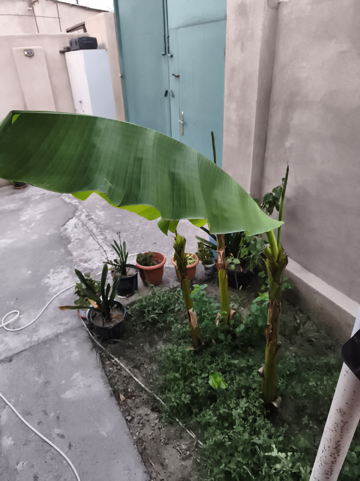 The image depicts an outdoor scene in Zeynalabdin Tağıyev qəsəbəsi, Azerbaijan. The foreground features a large, green banana leaf that dominates the upper left portion of the frame. Below the leaf, three young banana plants are visible, with one of them having a developing stalk. The plants are situated in a patch of ground covered with dense, low-lying green foliage. Several potted plants are scattered around the banana plants, some on the concrete ground to the left and others in the soil. A white electrical cord snakes across the concrete surface. In the background, a light blue metal door with handles and hinges is prominent, set against a textured, light-colored wall. To the left of the door, a white rectangular structure, possibly a storage unit or appliance, is visible, topped with a dark electronic device. The overall environment appears to be a courtyard or backyard area.