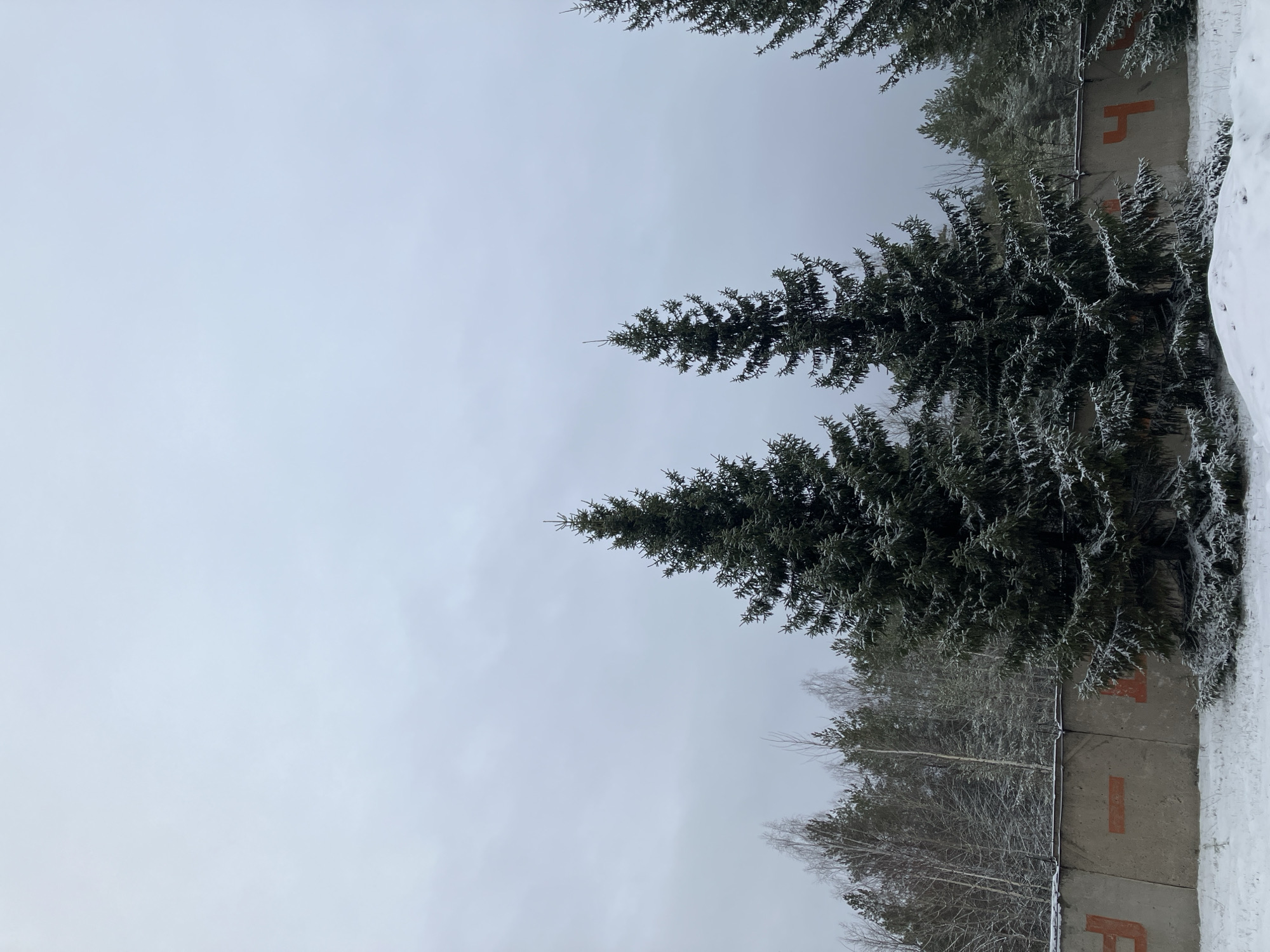 The image depicts a winter scene in Noviy, Russia. Several snow-covered evergreen trees are visible against a gray, overcast sky. A concrete wall with red markings (likely letters or numbers) runs along the right side of the frame. There is snow piled up along the base of the wall. Bare deciduous trees are also present near the wall. The overall impression is of a cold, possibly industrial or suburban area. No people or interactions are apparent.