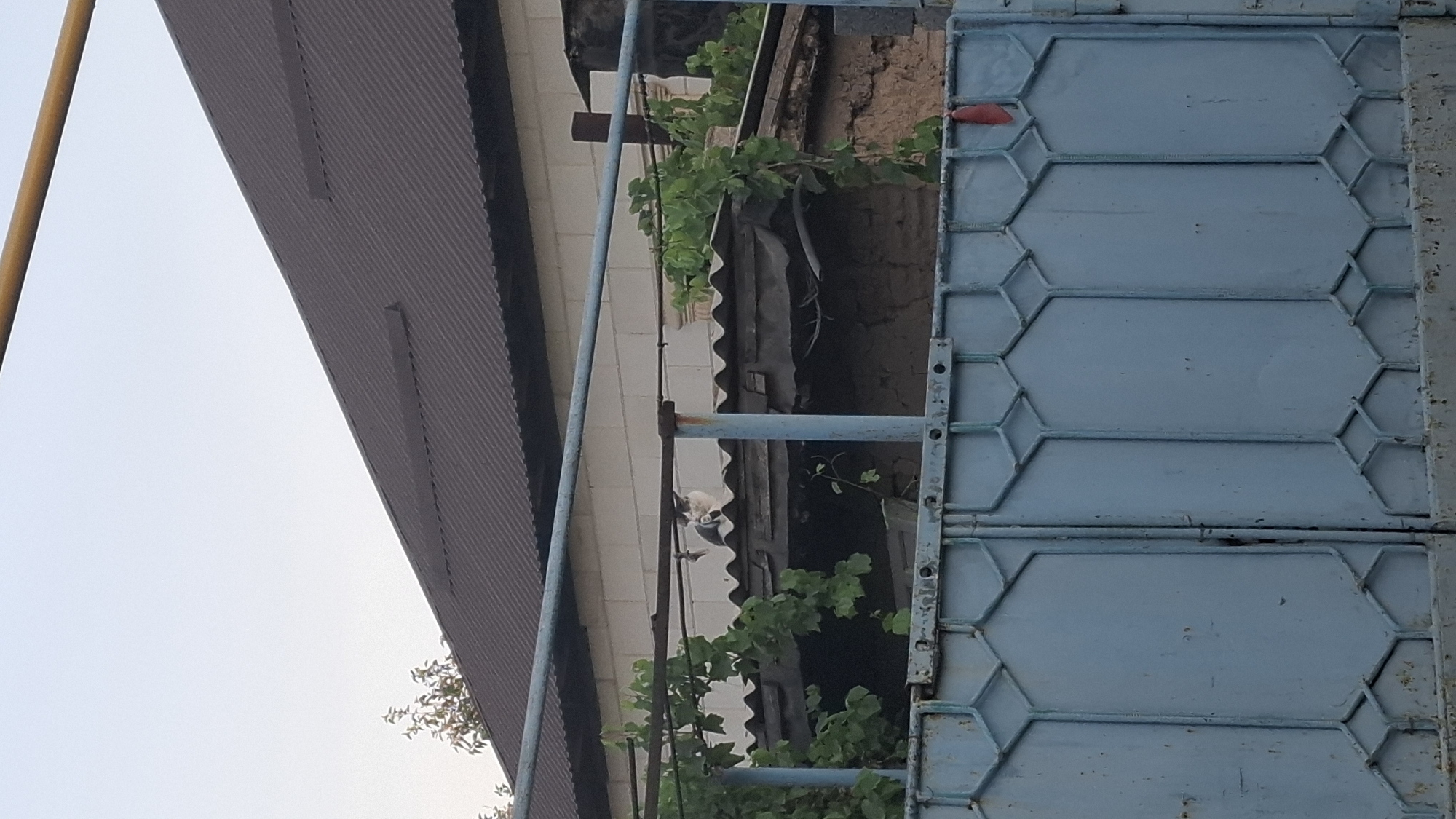 The image shows a view of a property with a blue metal gate in the foreground. Behind the gate, there is a corrugated metal roof on a building. A cat is visible on top of a smaller, lower roof structure, partially obscured by green foliage. The background shows a darker-colored roof of a larger building. The scene appears to be in a residential area.