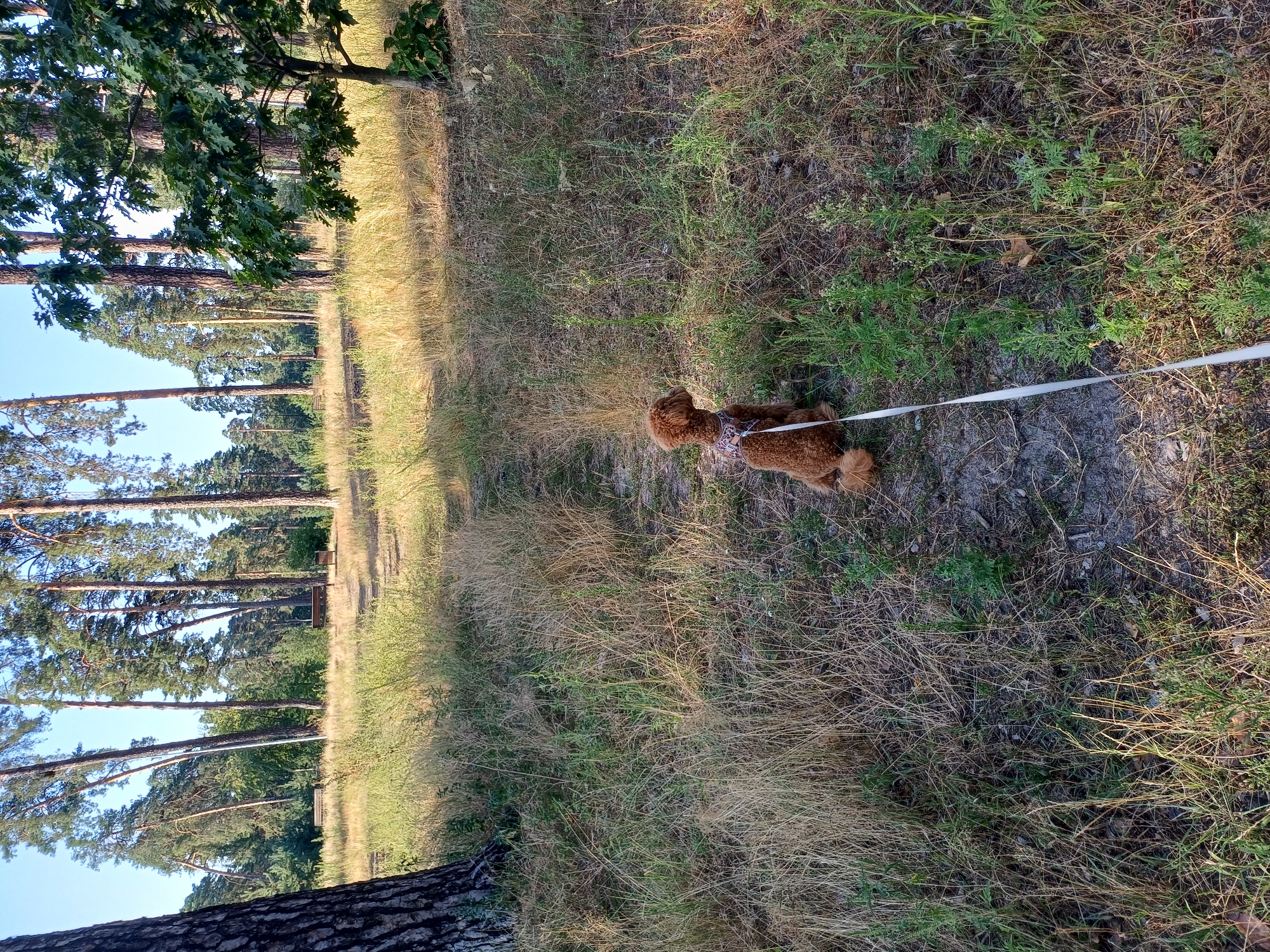 A brown poodle dog sits on a path in a park in Kyiv, Ukraine, facing away from the camera. The dog is wearing a harness and a white leash extends from its harness, trailing on the ground. The path is surrounded by dry grass and sparse green vegetation. In the background, tall pine trees dominate the landscape, with a few deciduous trees interspersed. The sky is clear and blue. Two wooden benches are visible in the distance, set amongst the trees. The scene appears to be a public park area with a natural, somewhat overgrown setting.