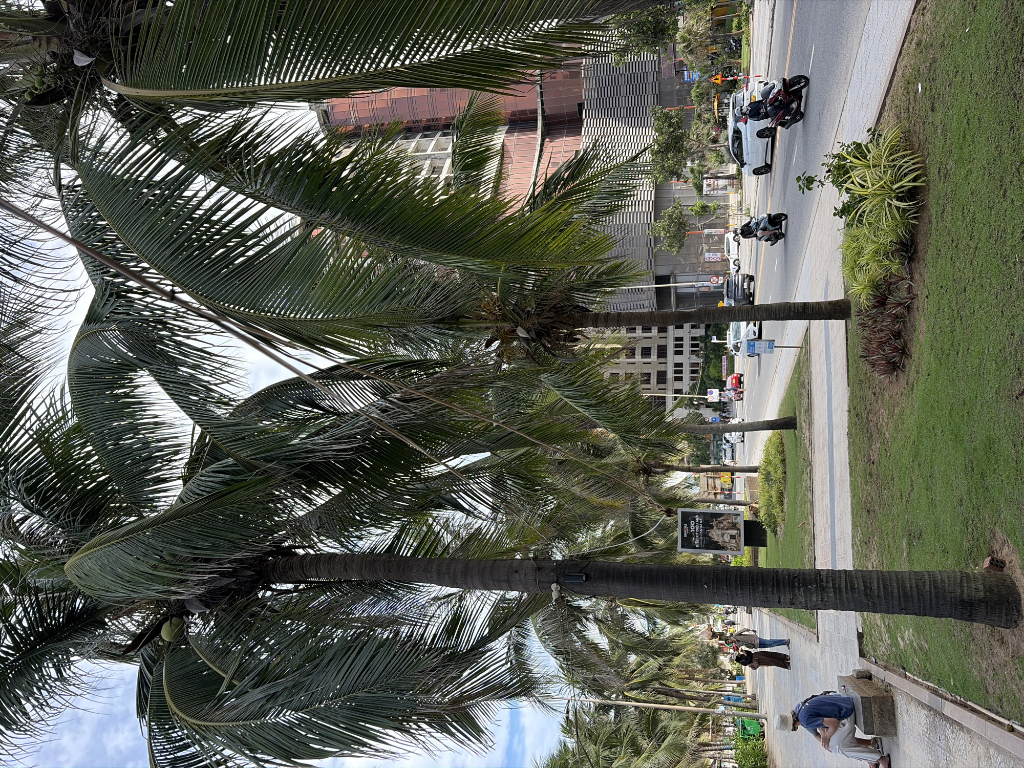 The image shows a street scene in Đà Nẵng, Vietnam, likely on Võ Nguyên Giáp Street, a popular coastal road. The foreground is dominated by lush palm trees, their fronds casting shadows on a grassy median and a paved walkway. On the walkway, a person wearing a hat and a blue shirt sits on a stone bench. Further down the walkway, two individuals, one in a hijab and the other in a light-colored shirt and dark pants, walk away from the camera.
The street itself is lined with several cars and motorcycles. Two motorcyclists are prominently visible: one on a dark-colored scooter and another on a maroon scooter. Across the street, modern buildings with reddish-brown glass facades rise up, indicating an urban environment. One building appears to be under construction or undergoing renovation, with scaffolding visible. A sign with Vietnamese text and an image of a pagoda is placed near the walkway. The sky is partly cloudy. The overall impression is a vibrant streetscape with a tropical ambiance.