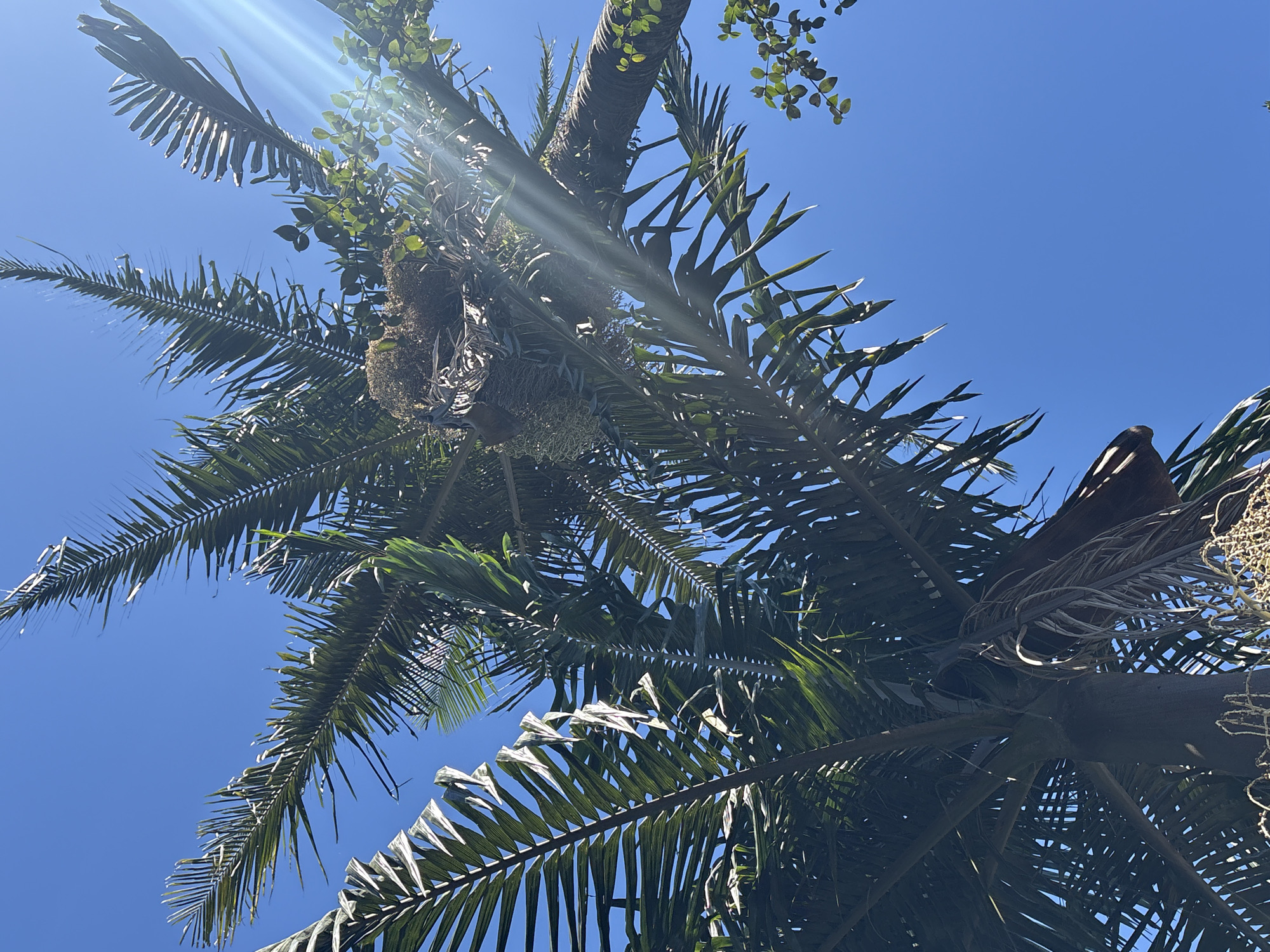 This is a low-angle, eye-level shot looking up at the fronds and trunk of a palm tree against a clear blue sky. Sunbeams streak across the image, particularly on the right side. A bird's nest is visible nestled among the fronds near the top of the tree. The image was taken in São Paulo, Brazil.